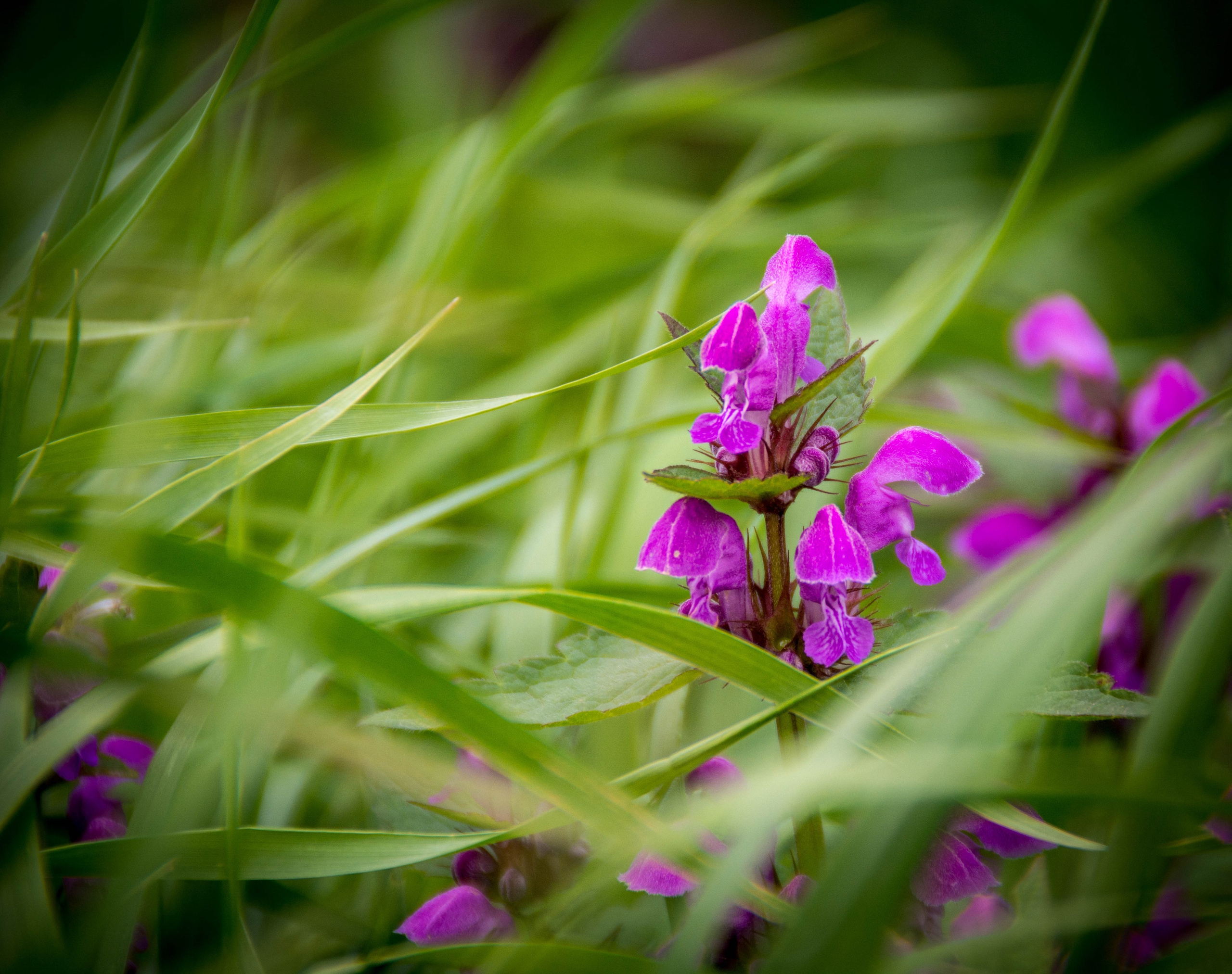 Природа в фотографии, взгляд на прекрасное через объектив фотоаппарата. Елена Волкова семейный фотограф в станице Гостагаевской города-курорта Анапа