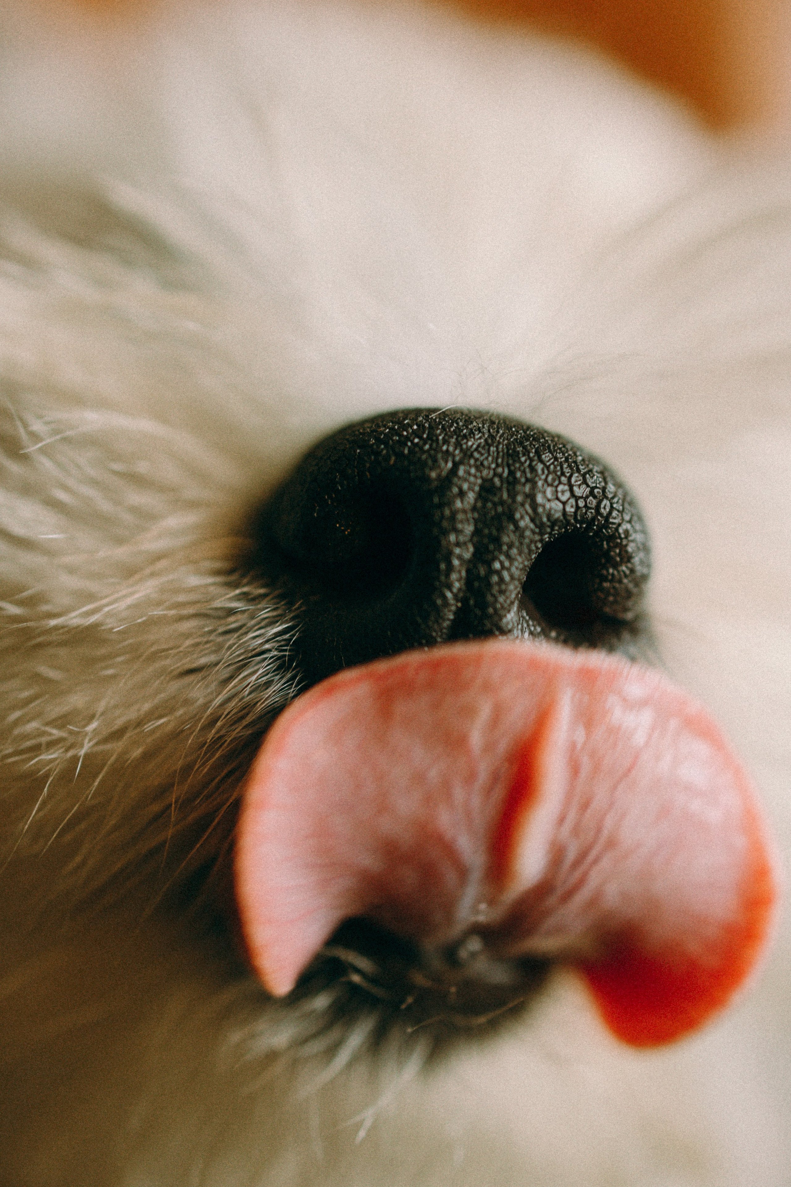 Снежуля, Мари и Саша. Фотограф анималист Анастасия Пикей