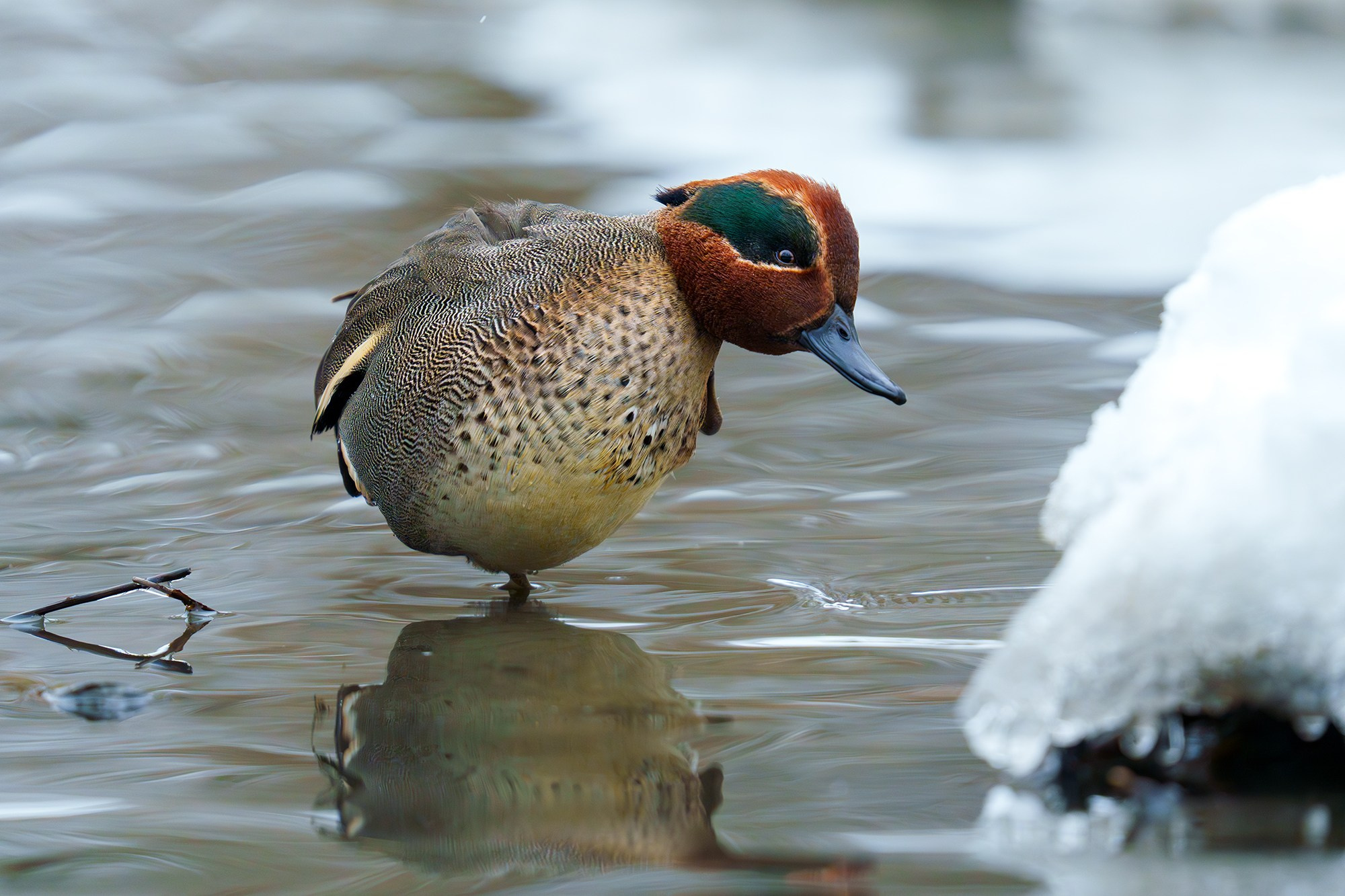 Удивительные мир птиц. Вокруг нас столько прекрасного — присмотритесь!. Ваш личный фотограф Марина Волкова