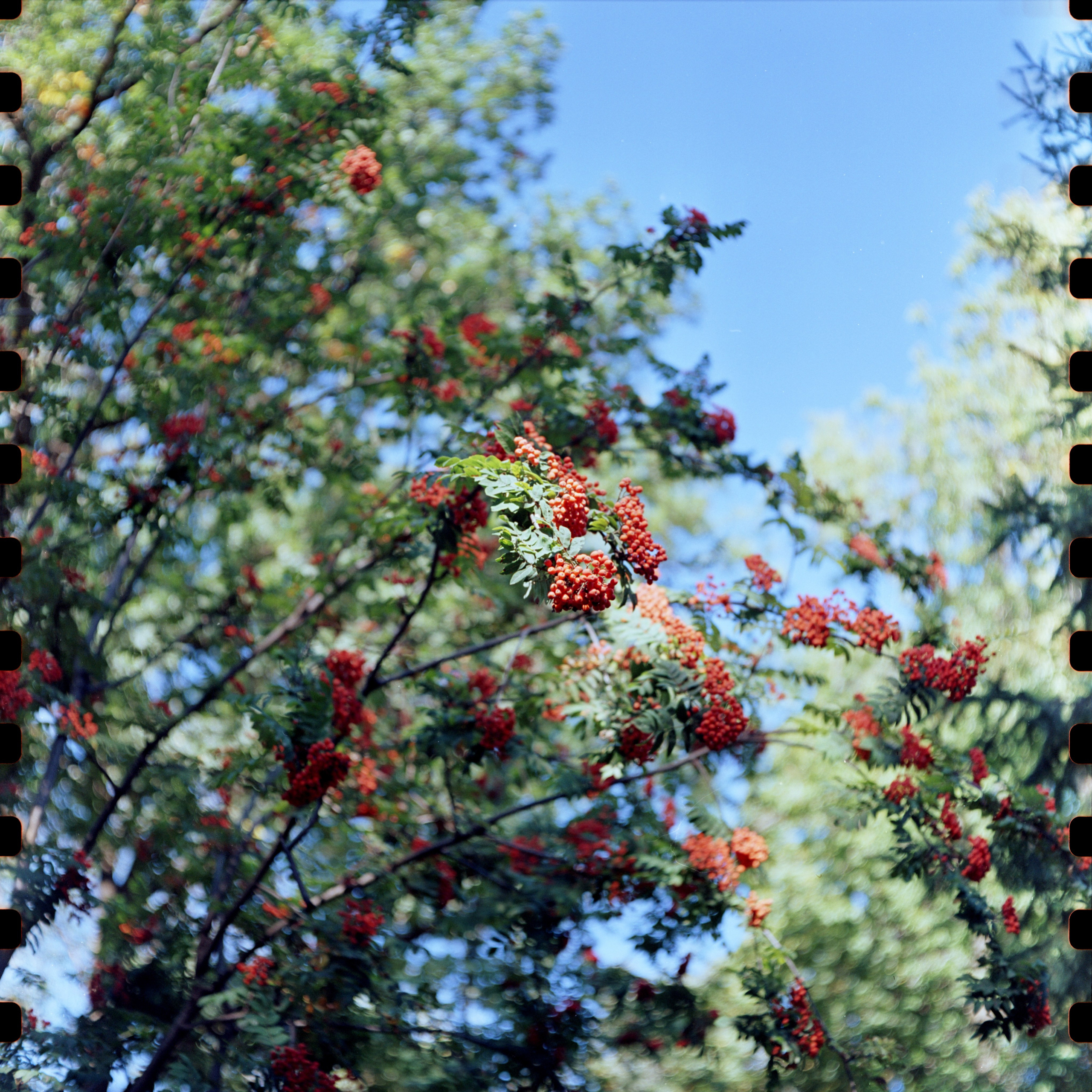 Mamiya C220. Кирилл Ульянов