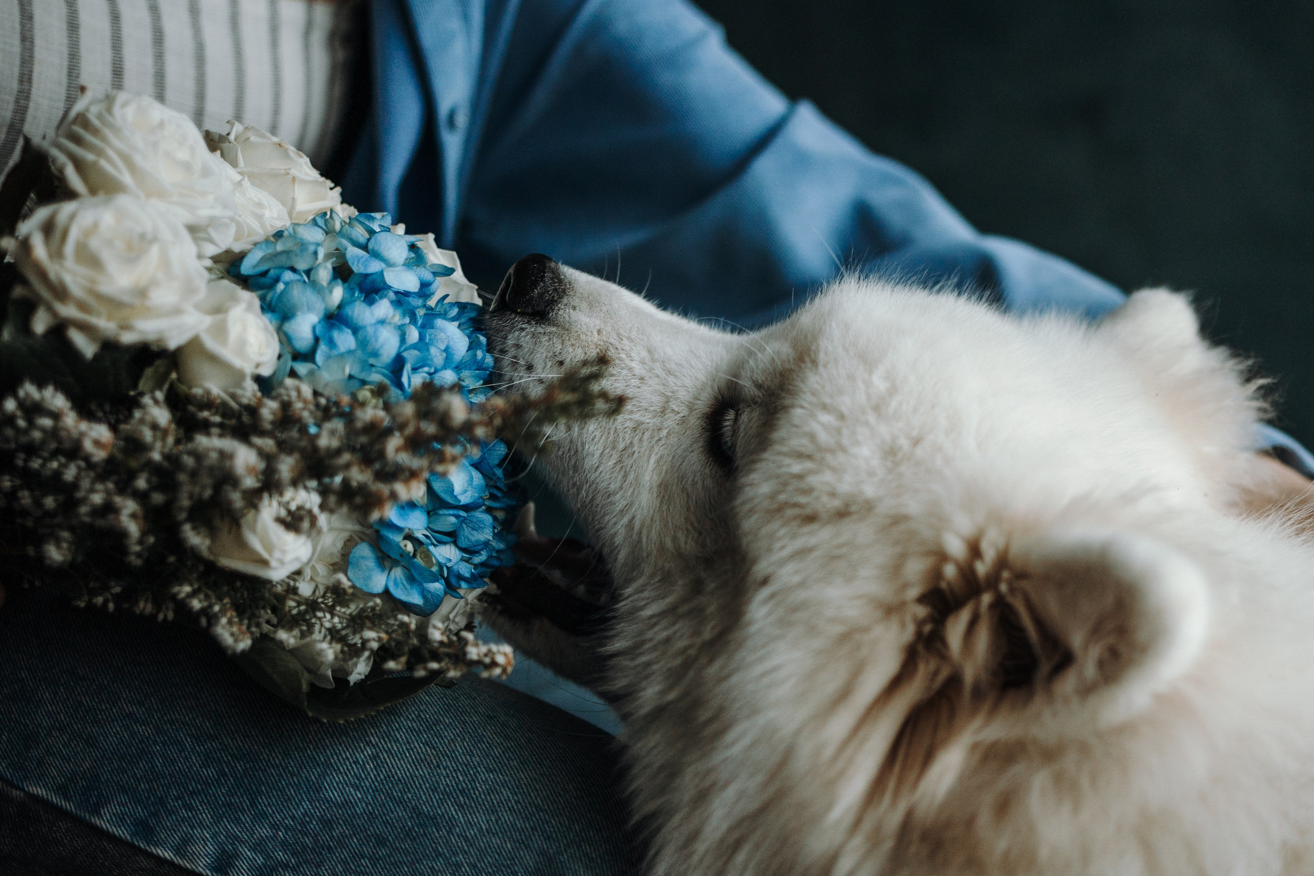 Марина и Мушу. Фотограф — Анималист | Санкт-Петербург