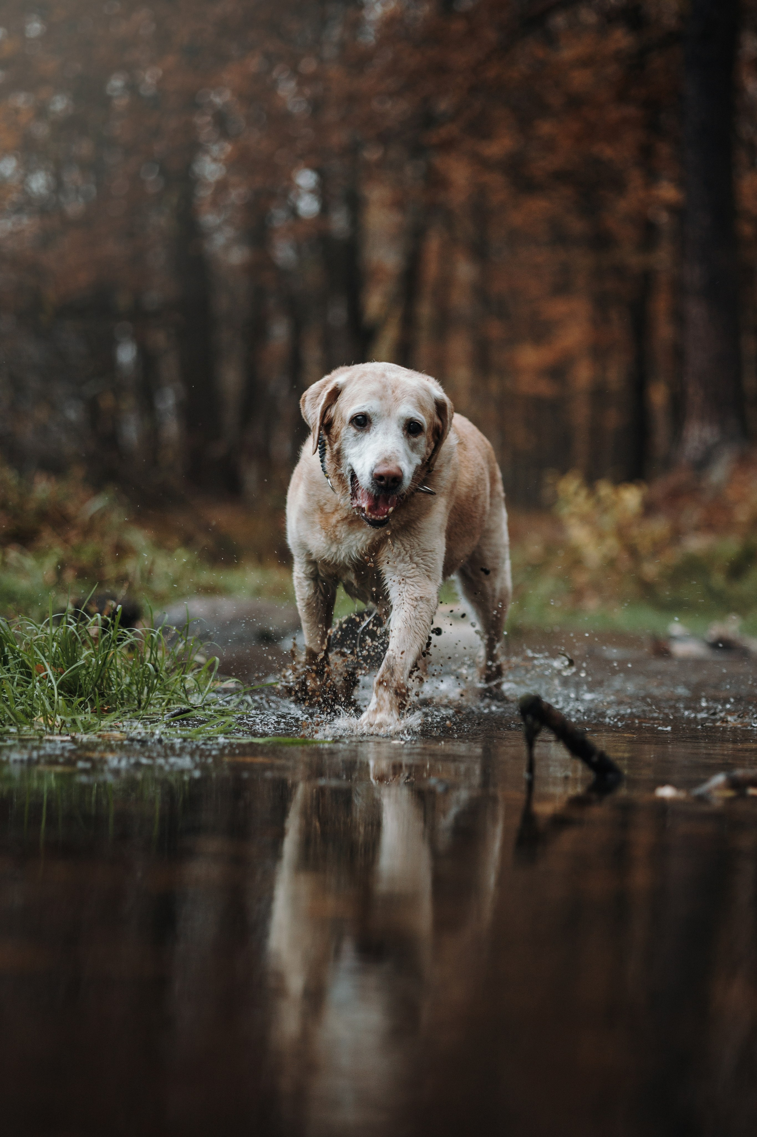 Оксана и Барон. Фотограф — Анималист | Санкт-Петербург
