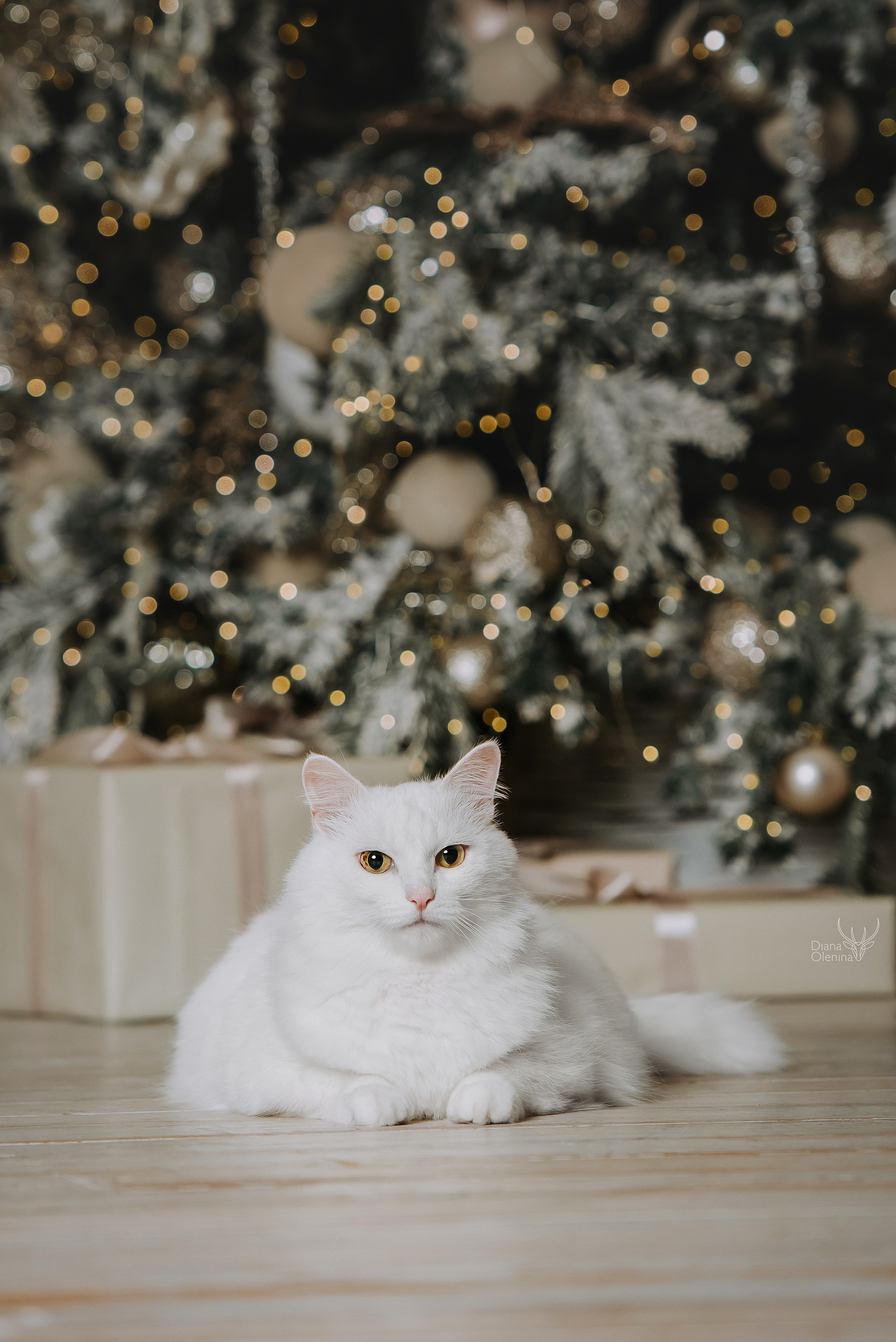 Котики. Фотограф Диана Оленина Красноярск / Братск