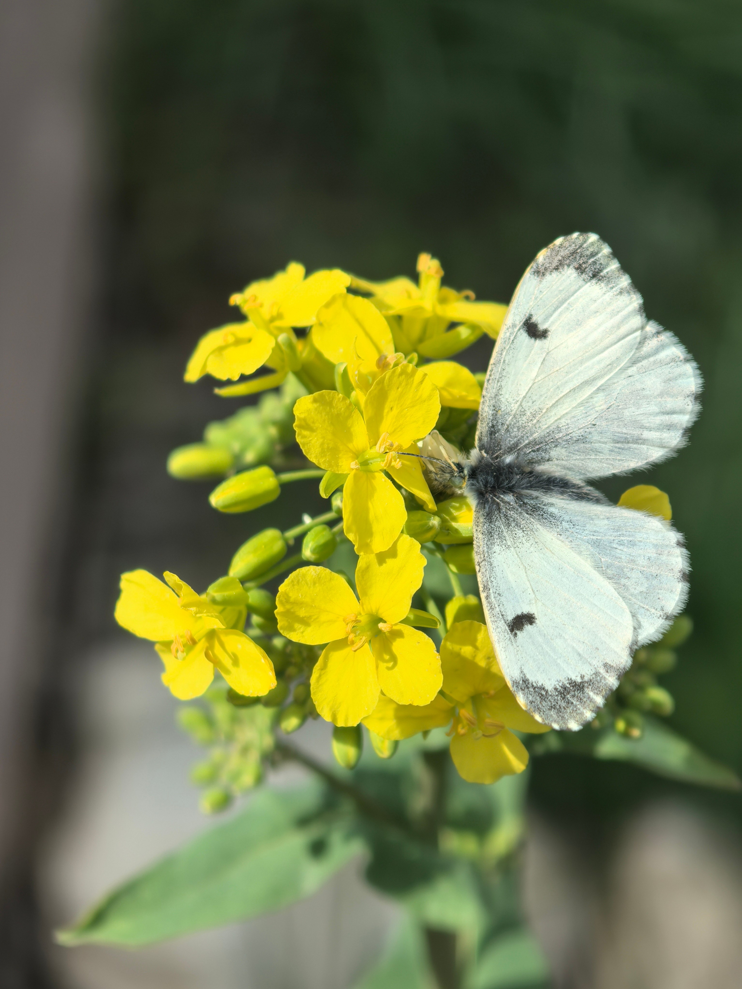 ПочтиМАКРО. Школьные выпускные альбомы в Москве Марина Николаева
