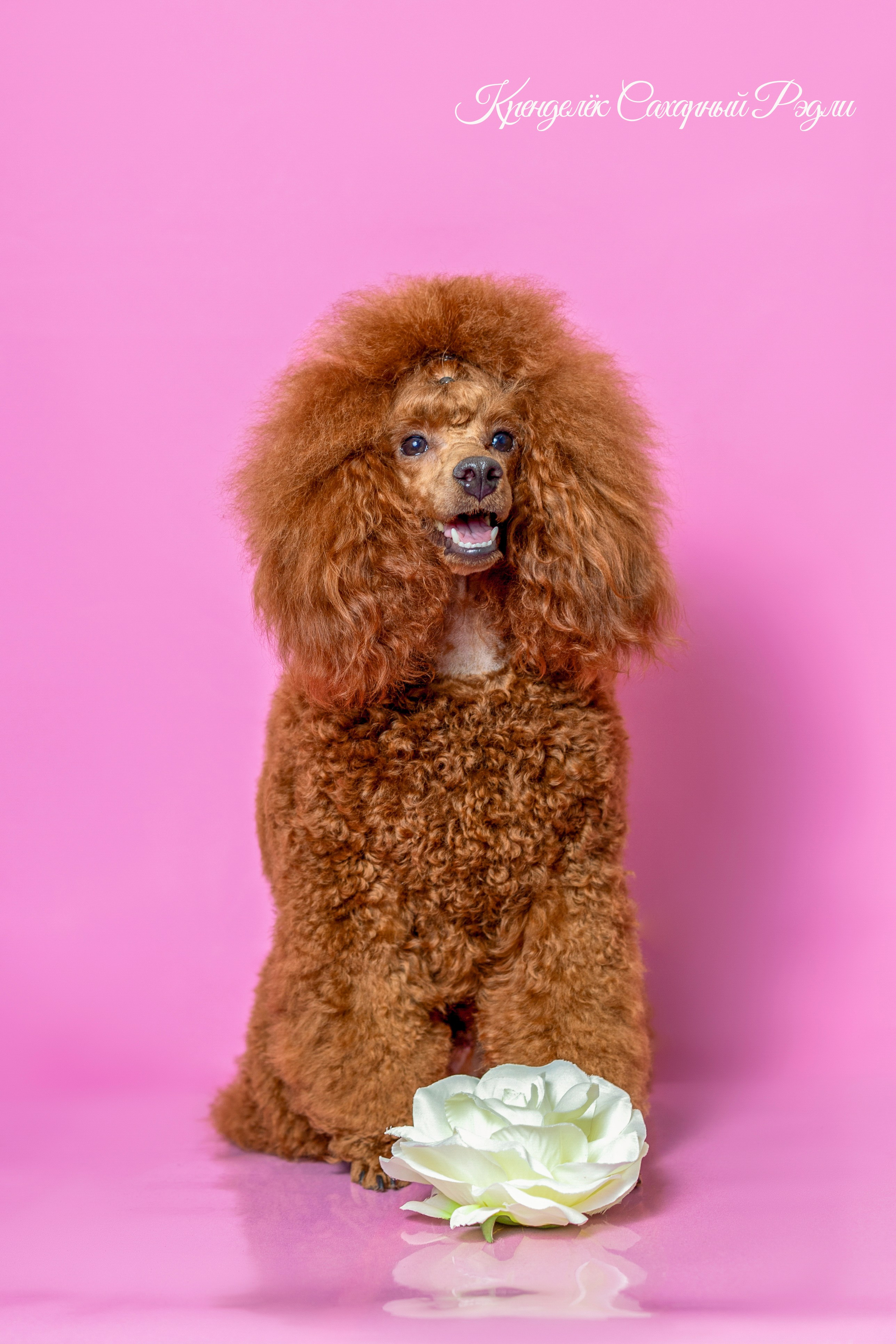 Кренделек сахарный Редли. Фотограф 📸 семейный, предметный, репортажный