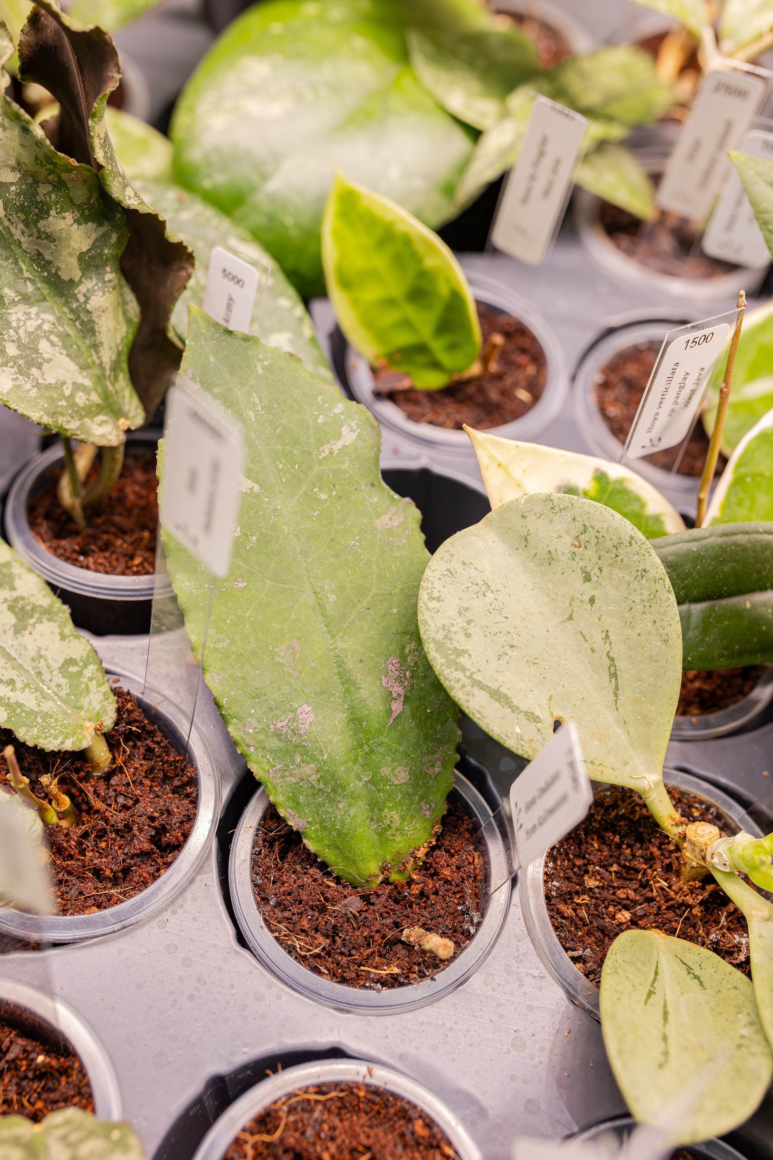 Монстериум апрель 2026. Александра Куликова фотограф, Москва