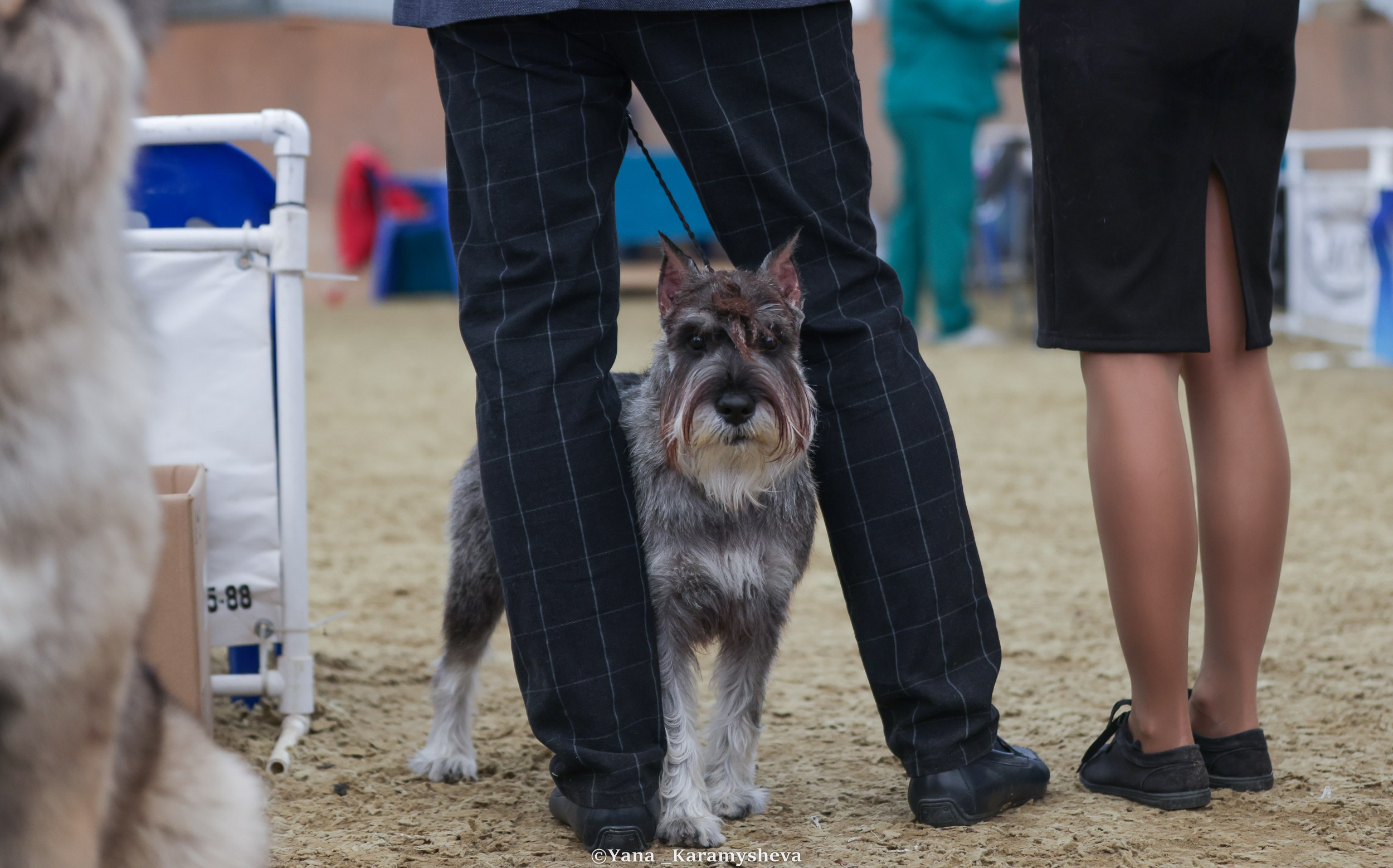 Экстерьерная, ринговая. Yana Karamysheva Animal Photo