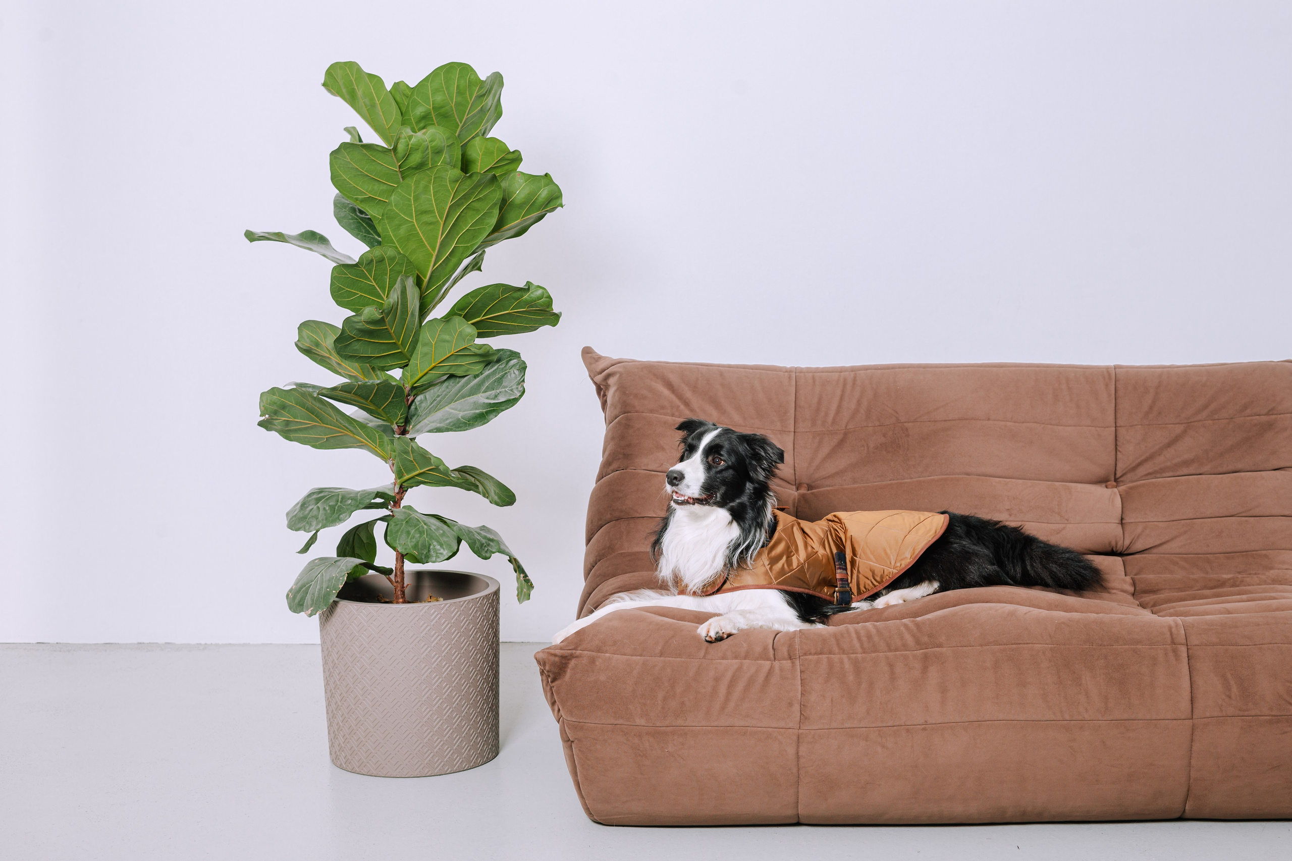 Съемка для бренда TEDDYBOY. Фотограф-анималист Татьяна Степанова