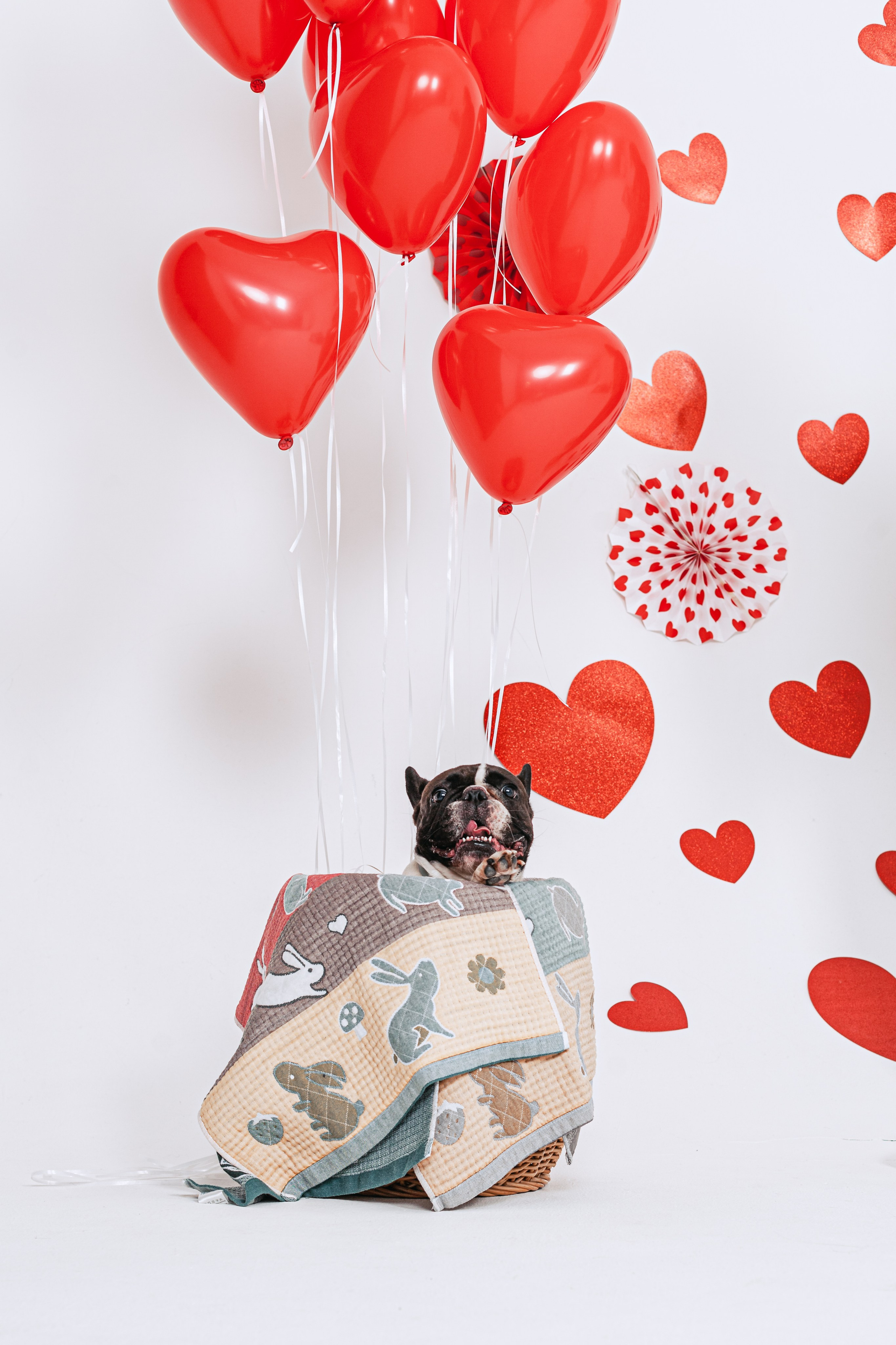 Пижамная вечеринка французских бульдогов и их хозяев. Фотограф-анималист Татьяна Степанова