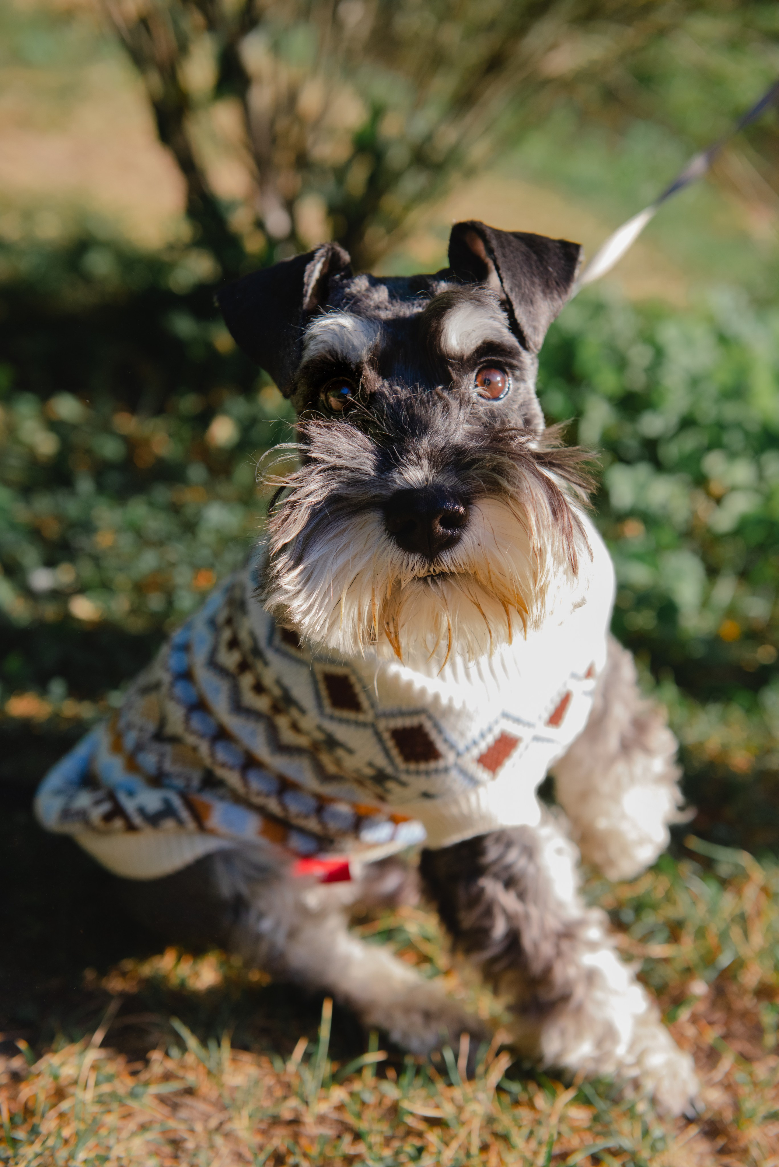 Pets. Фотограф в Москве Daria Lens