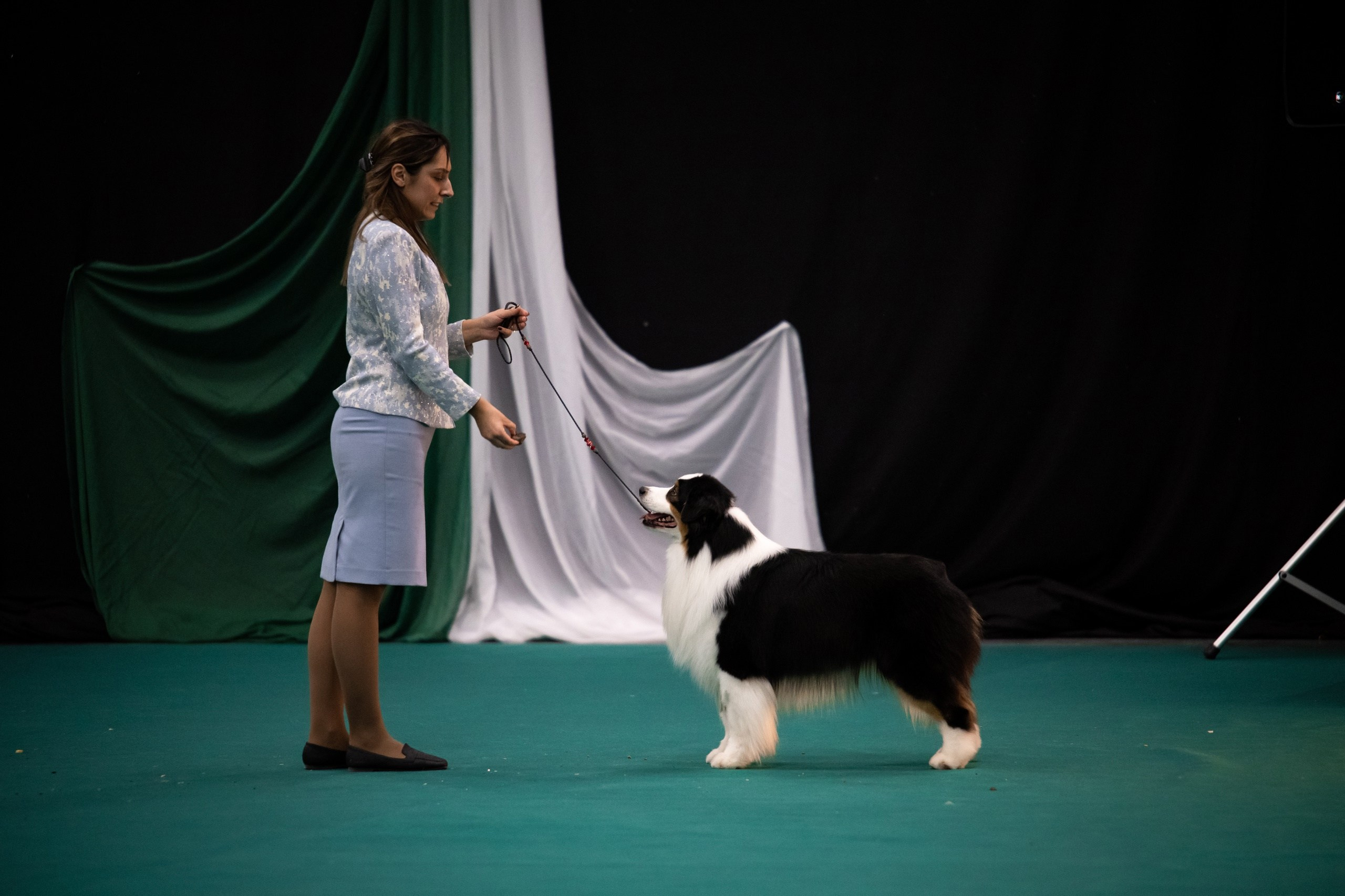 Собаки. FASHION ФОТОГРАФ КАЗАНЬ