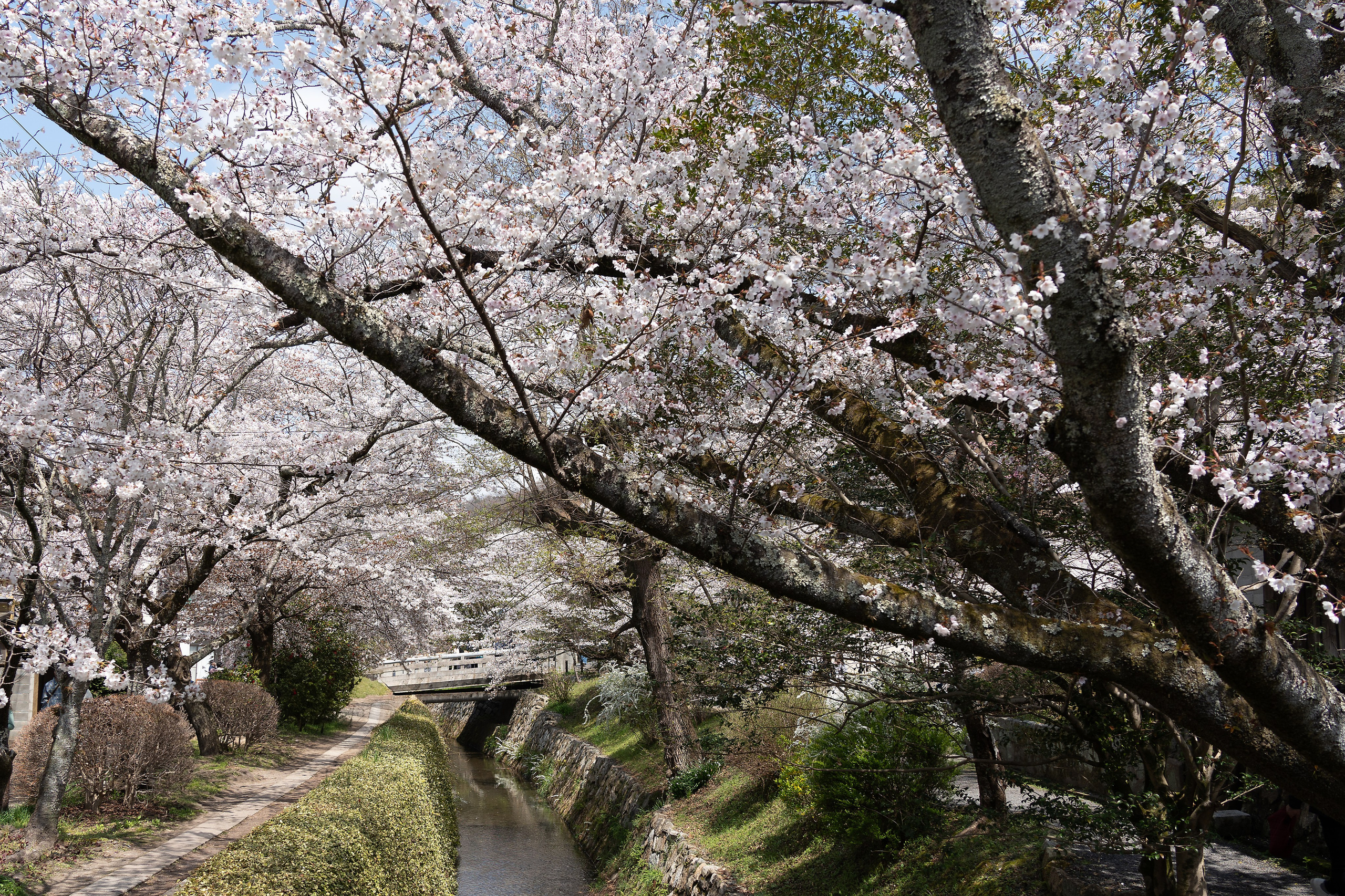 Япония, сакура. Творческие сьемки