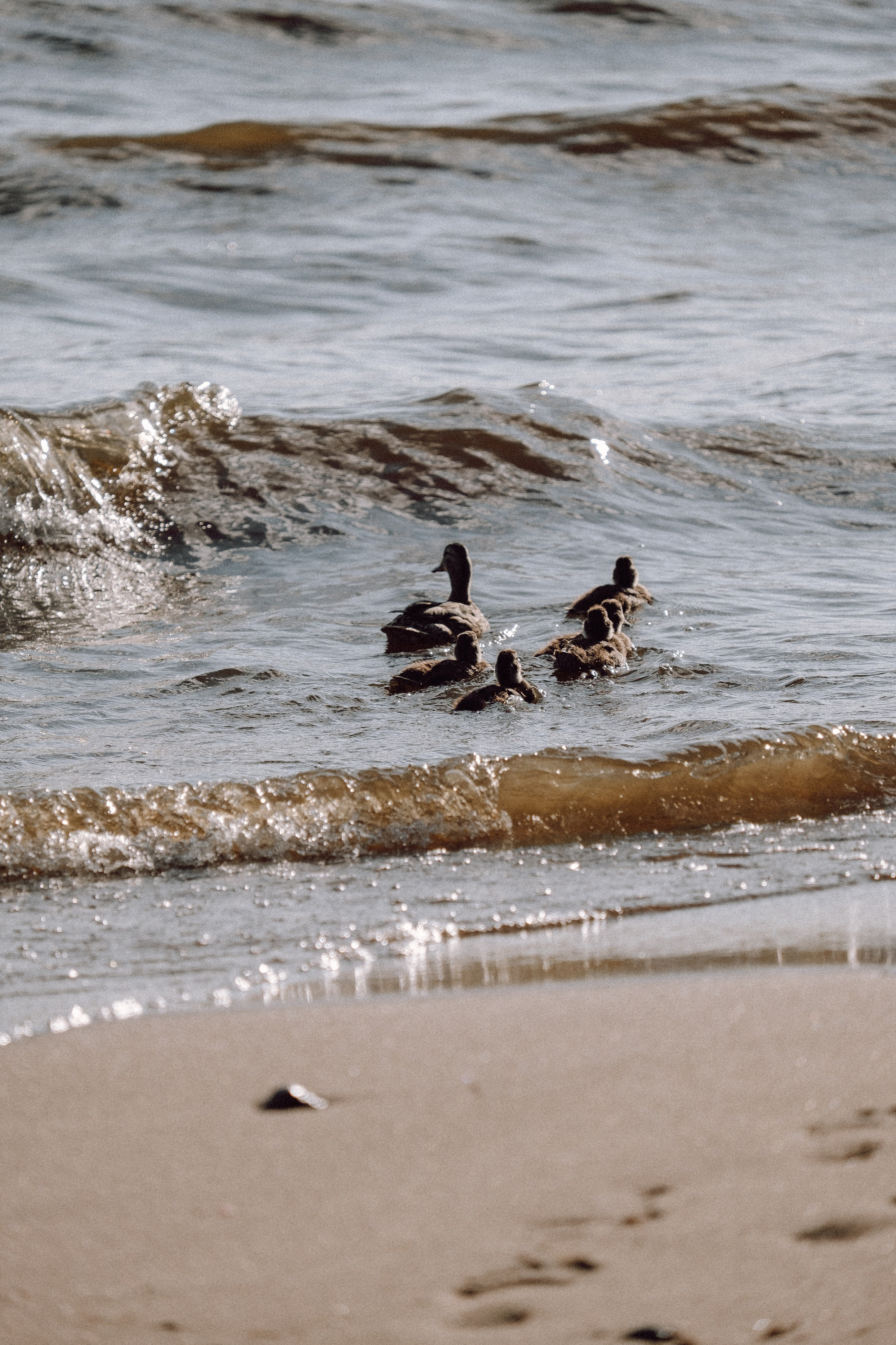 ПРОГУЛКА НА БЕРЕГУ ФИНСКОГО ЗАЛИВА. Профессиональный фотограф, Санкт-Петербург — Виктория Богомолова