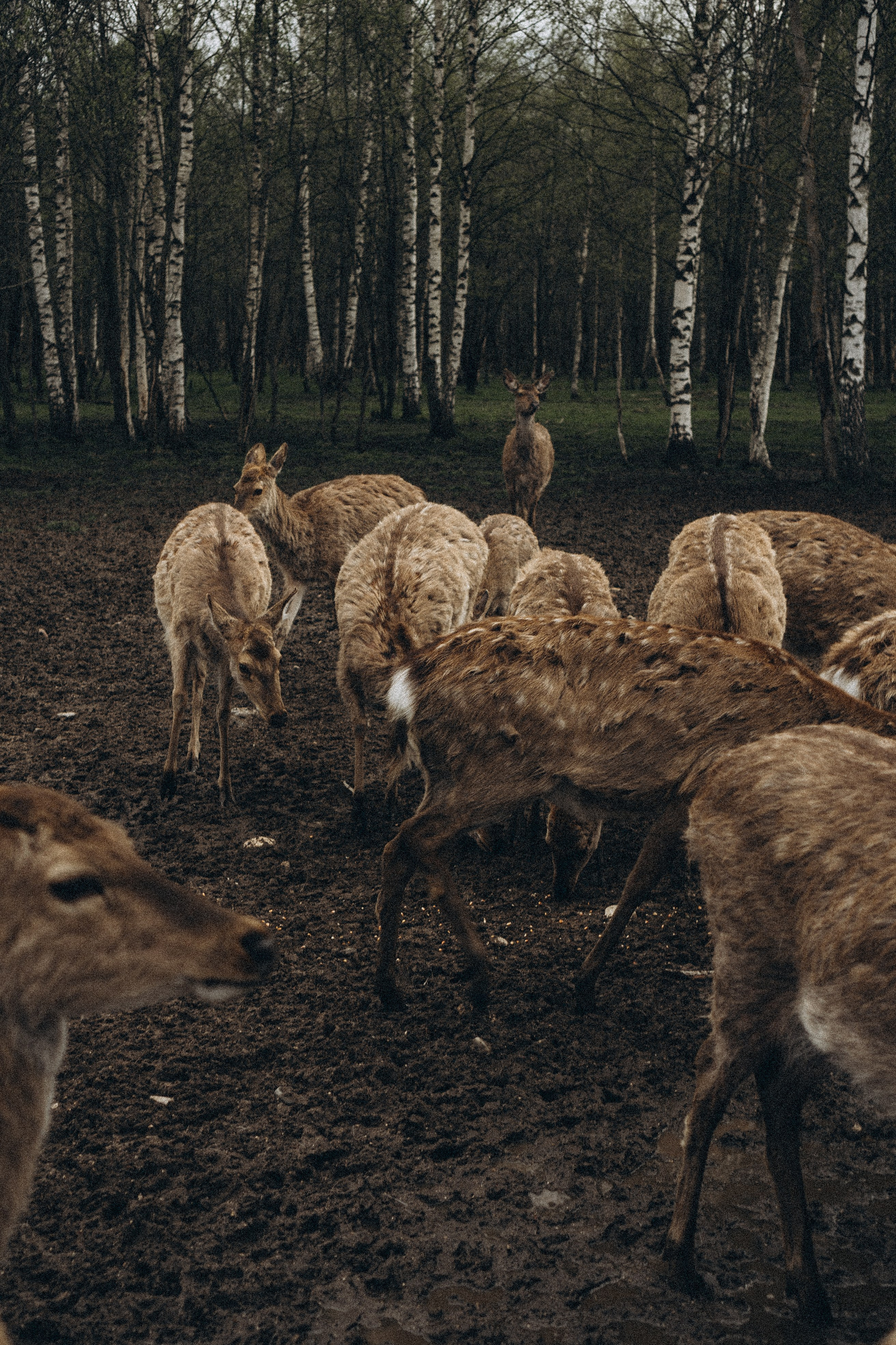 ОЛЕНЬЯ ФЕРМА В ТВЕРИ. Профессиональный фотограф, Санкт-Петербург — Виктория Богомолова