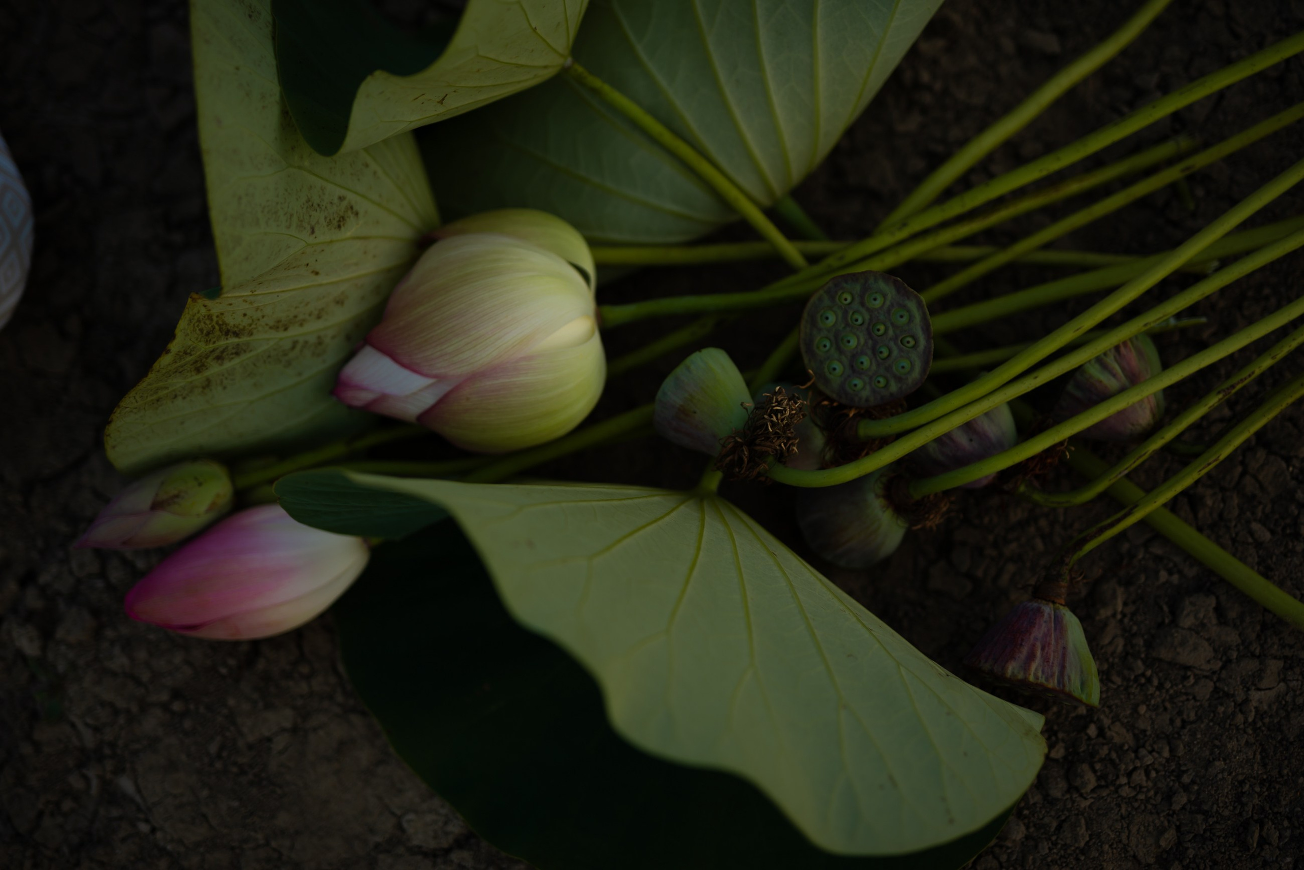 Юлия, эльфийка в лотосах.