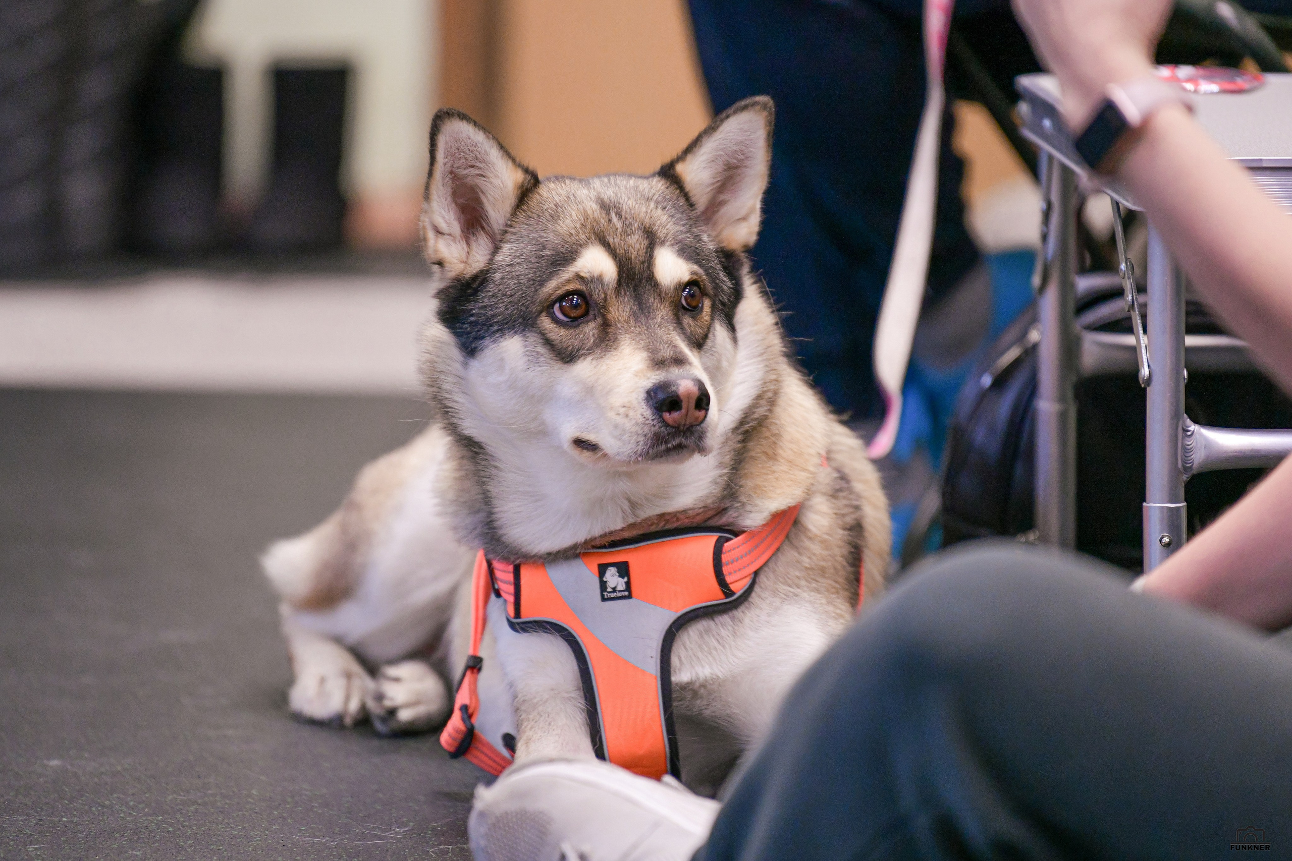 Кинологический клуб «Бодрый хвост». Свой взгляд через объектив