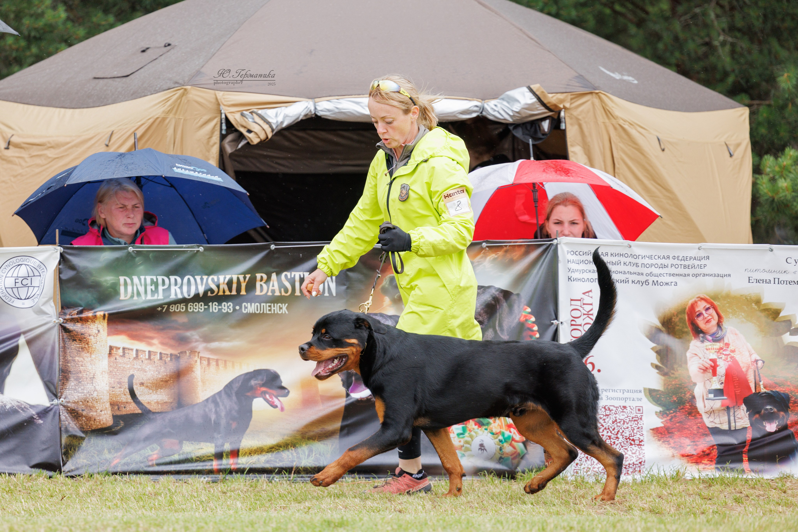 Тверь ротвейлеры 5-6.07.2025. Фотограф-анималист Юлия Германика