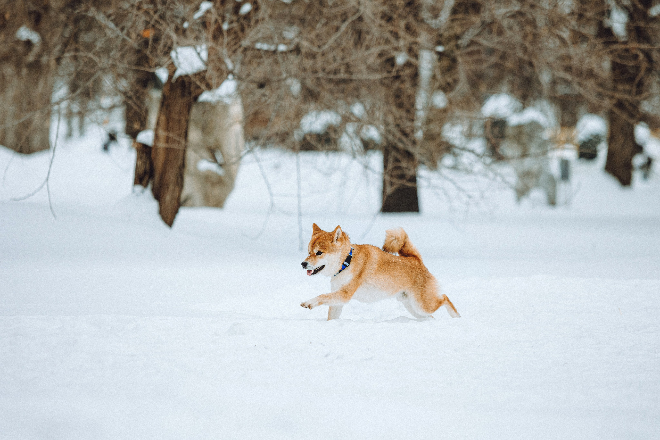 Настя и Ронин