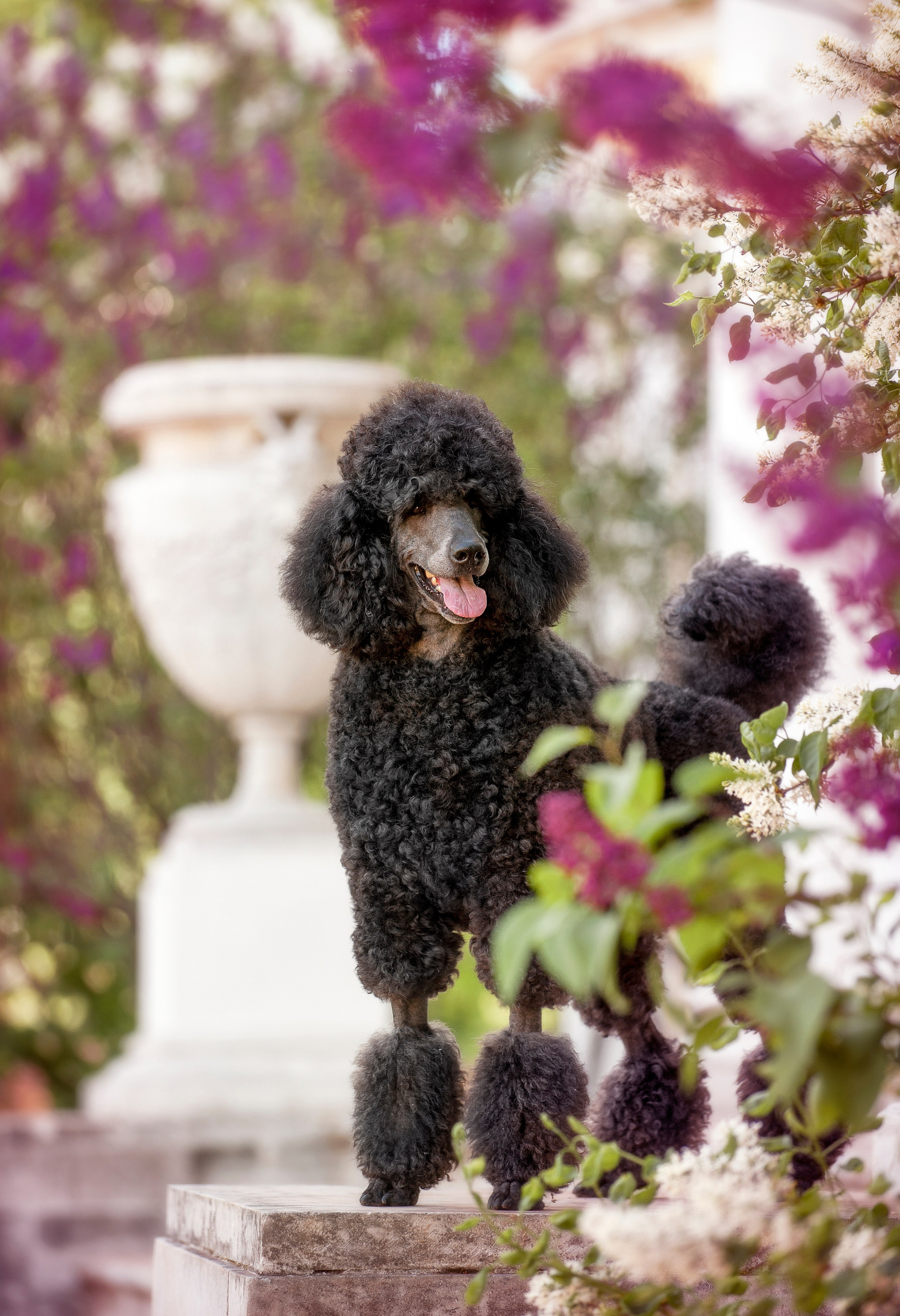 Собаки. Портретная и свадебная фотосъемка. Москва и область
