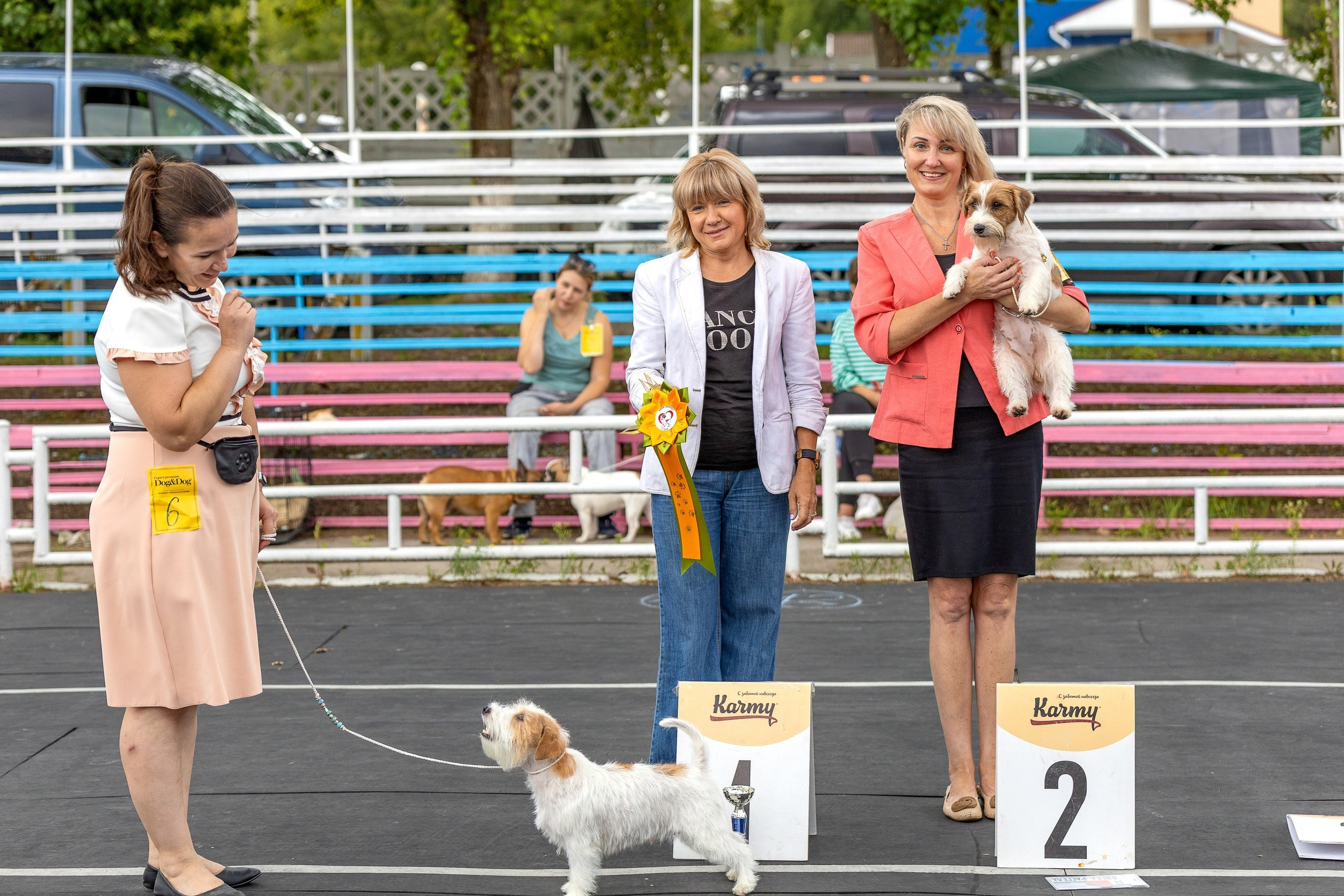 Выставки. Купить щенка Вельш-корги-кардиган в семейном питомнике — Ice Fantasy