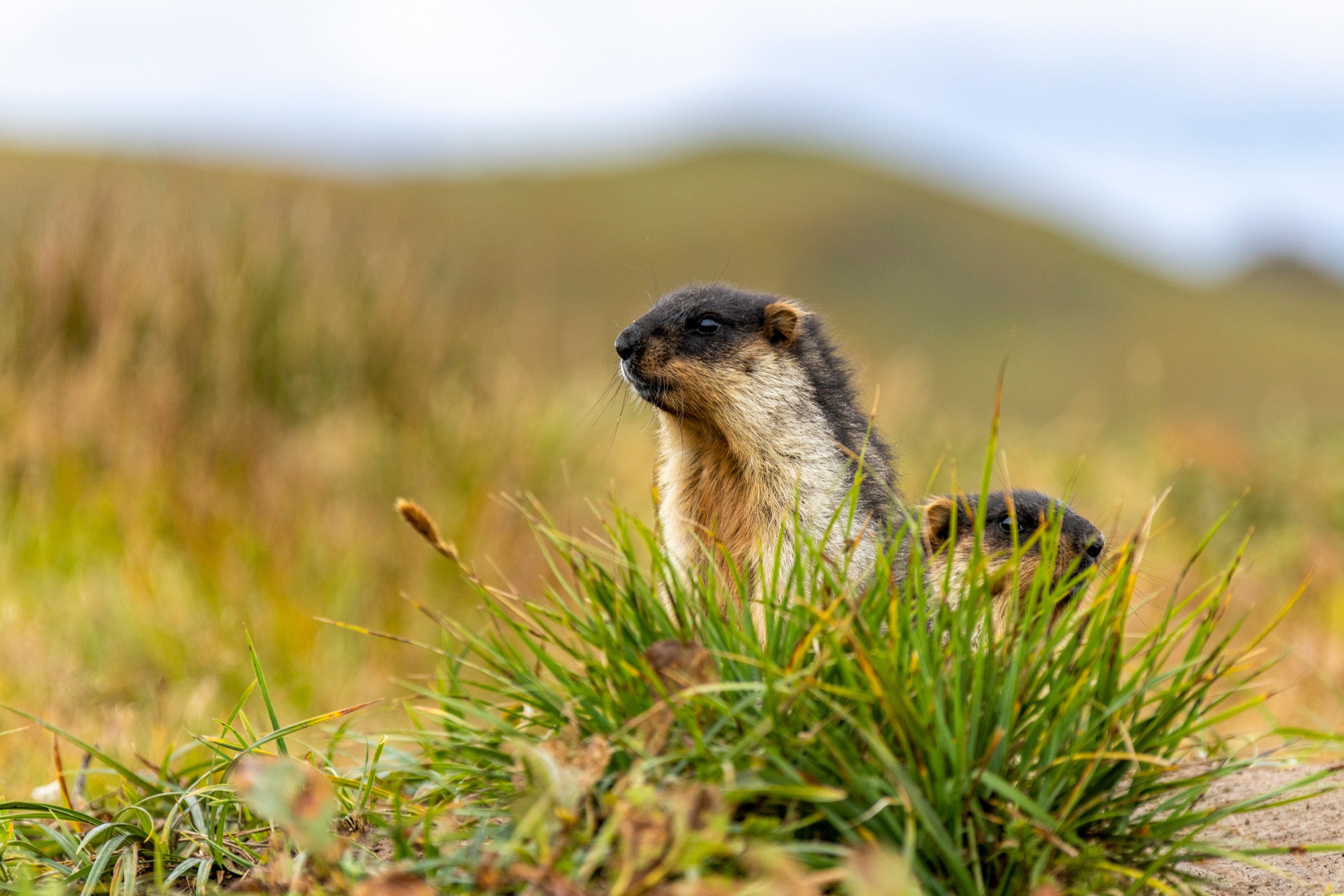 Научно-популярная Камчатка. Время Камчатки: чтобы найти свой путь, нужно скорость умножить на время