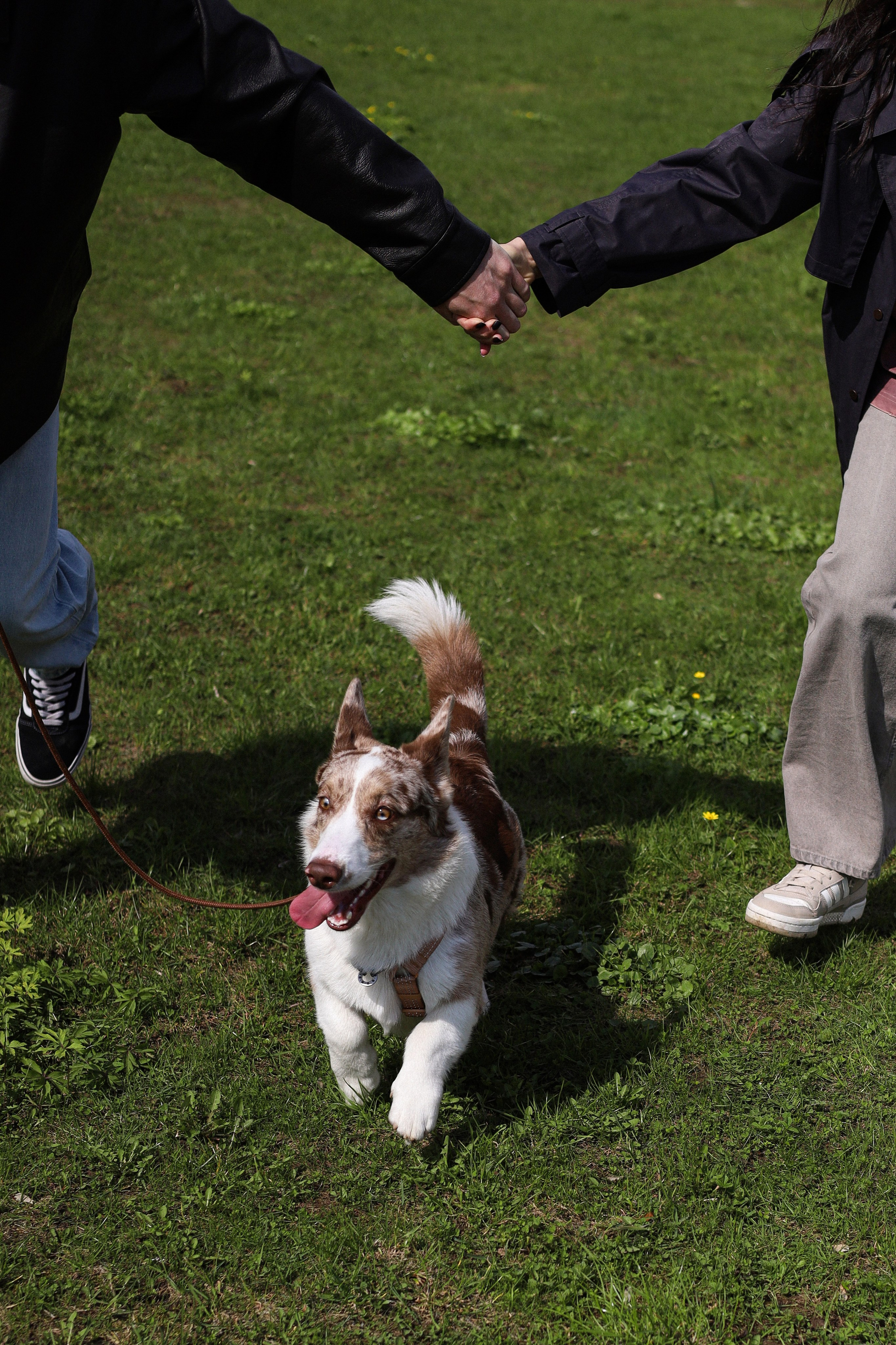 Анджей, Софья и Андрей. Фотограф-анималист Ксения Шевцова|Москва