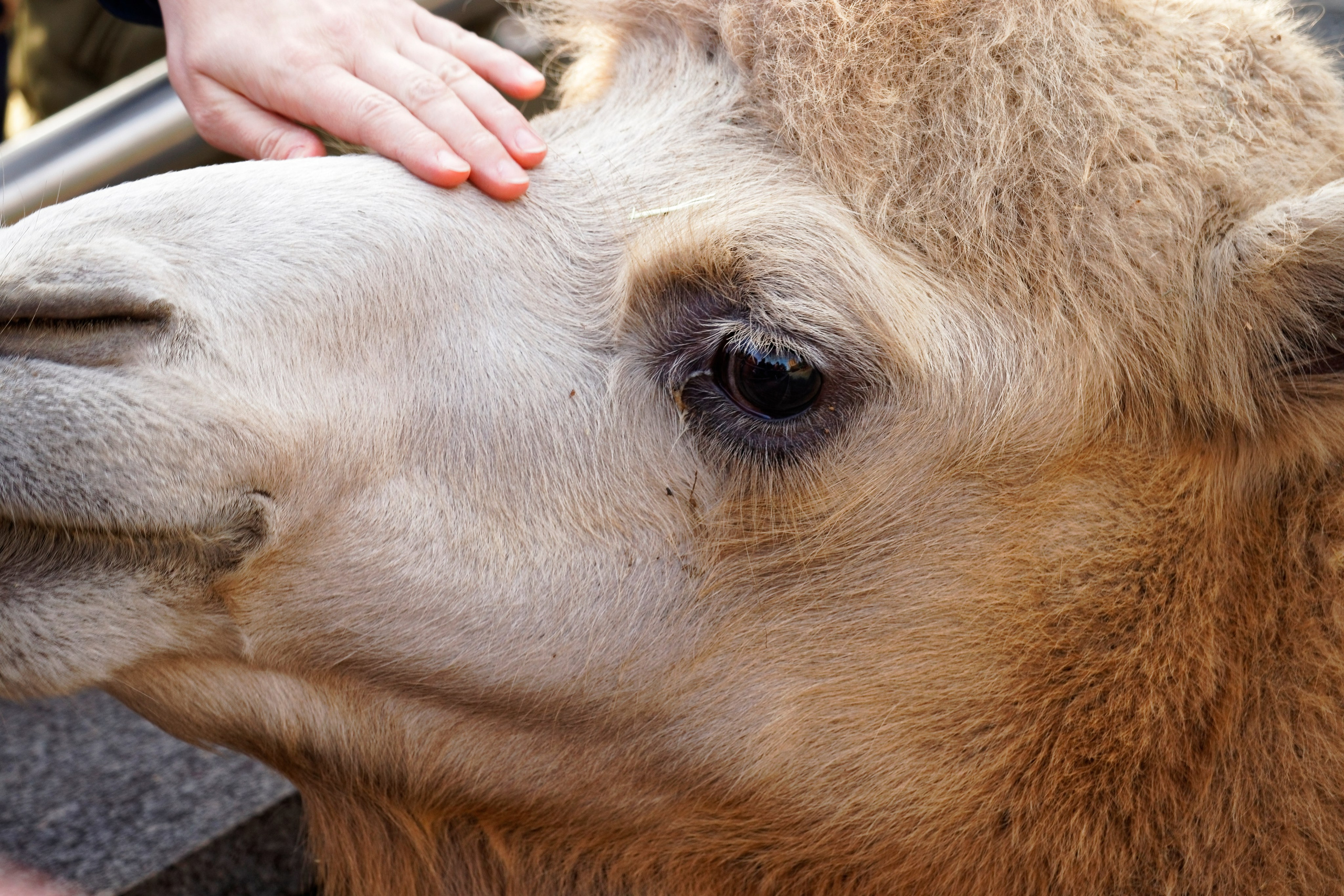МОСКОВСКИЙ ЗООПАРК. Фотограф Владимир Роля