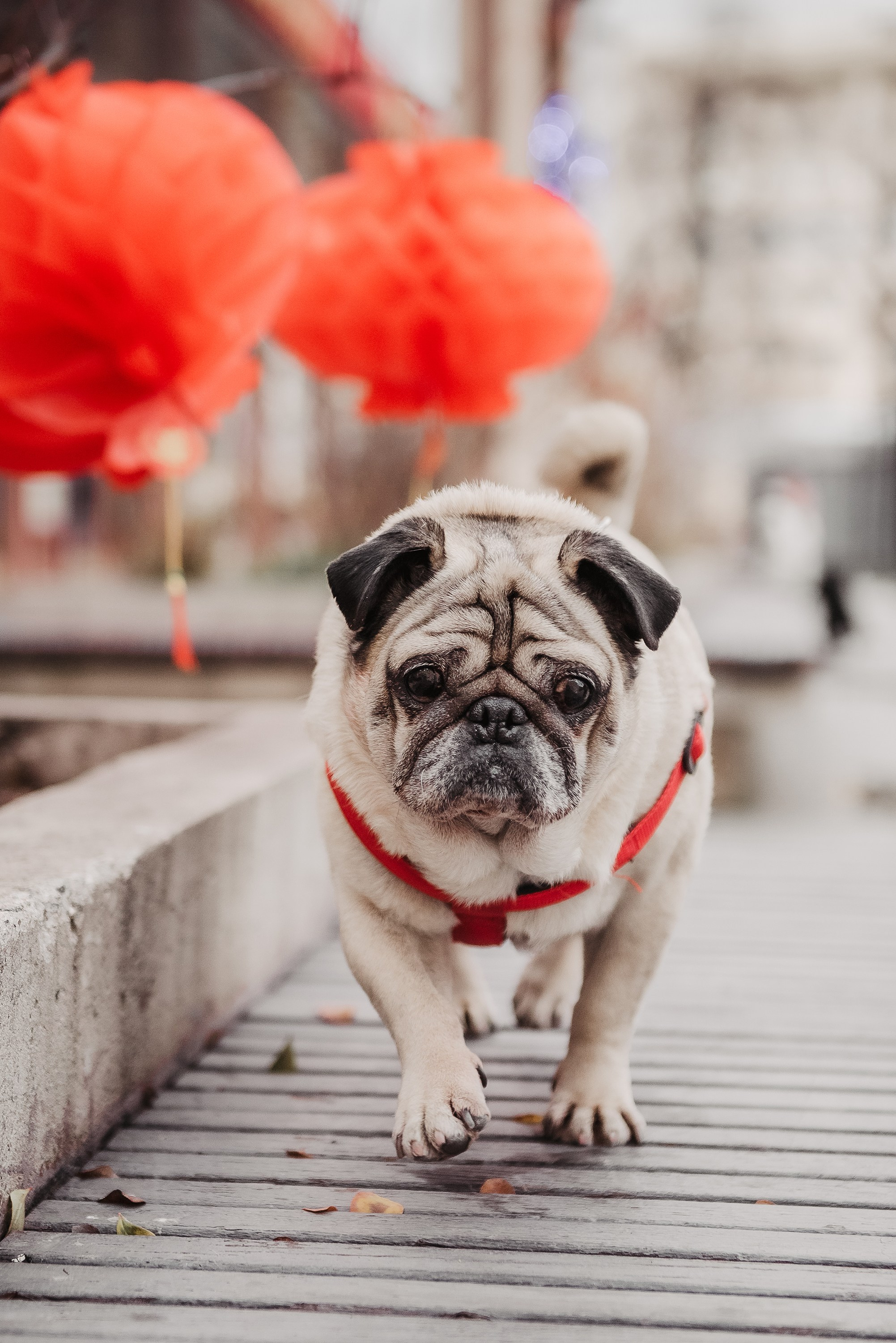 Ольга и Потапум. Прогулка к чайному дому. Семейный Фотограф в Москве Ирина Хохлова