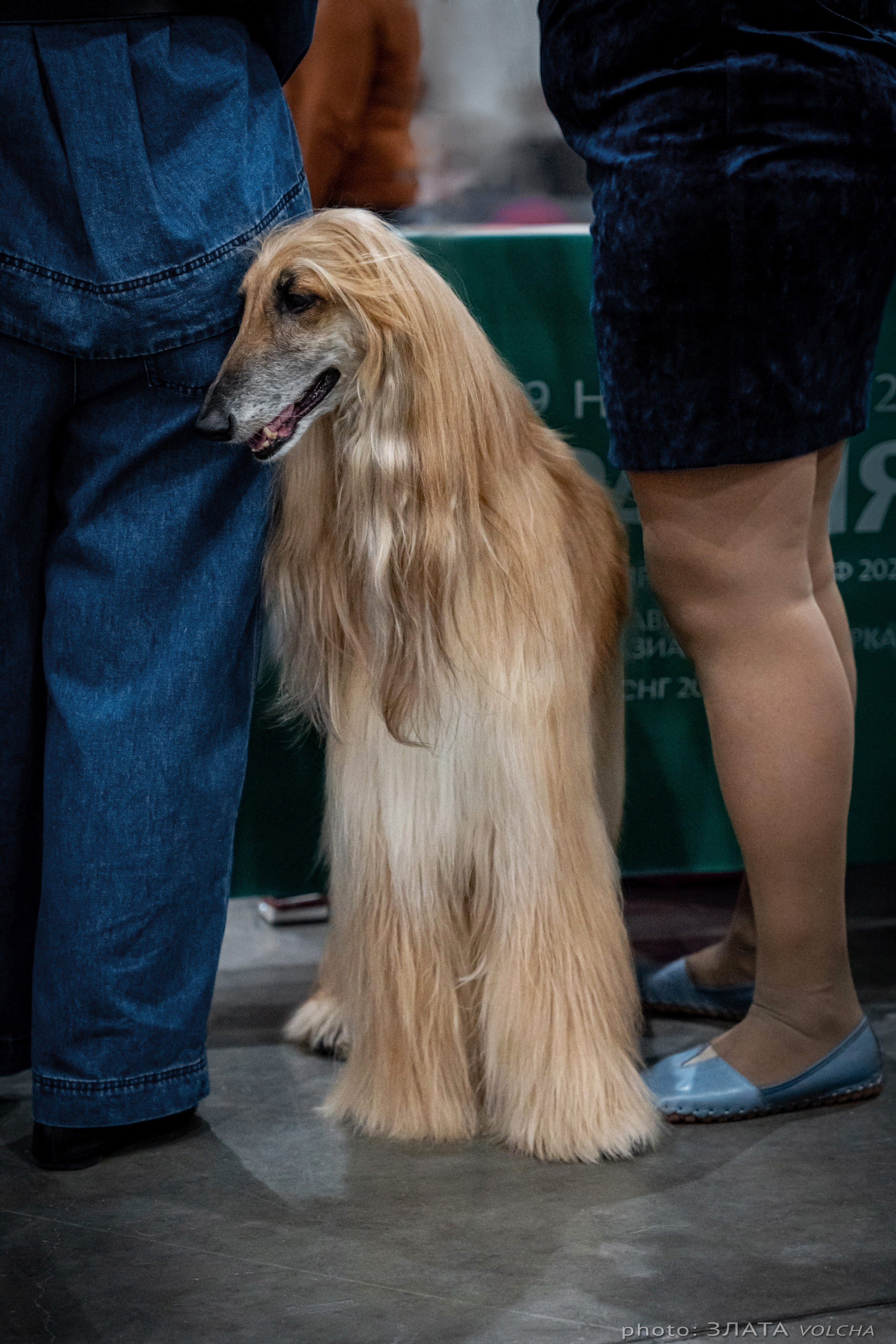 Животные. Фото, видео, монтаж