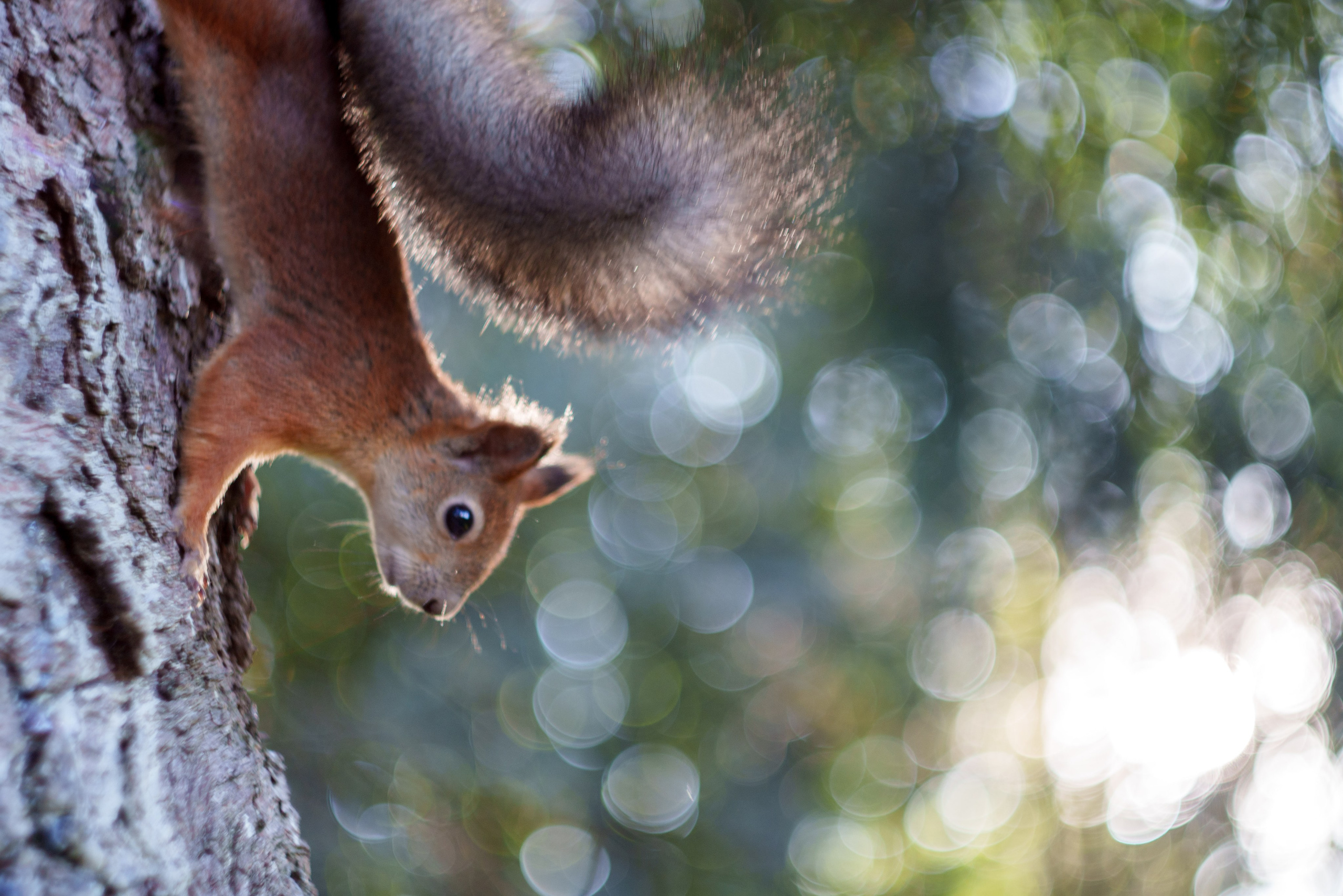 Животные. Фотограф в Санкт-Петербурге Ибрагимова Алина