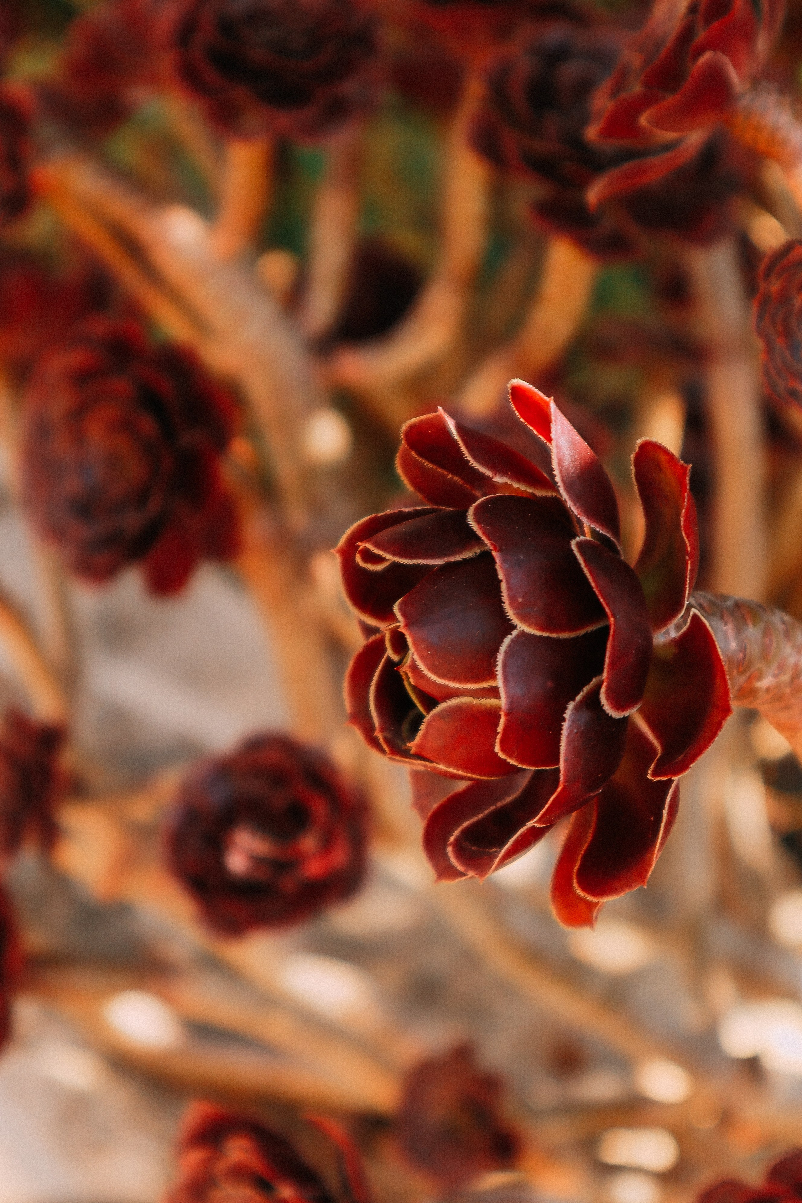 Крит. Аня Степанова