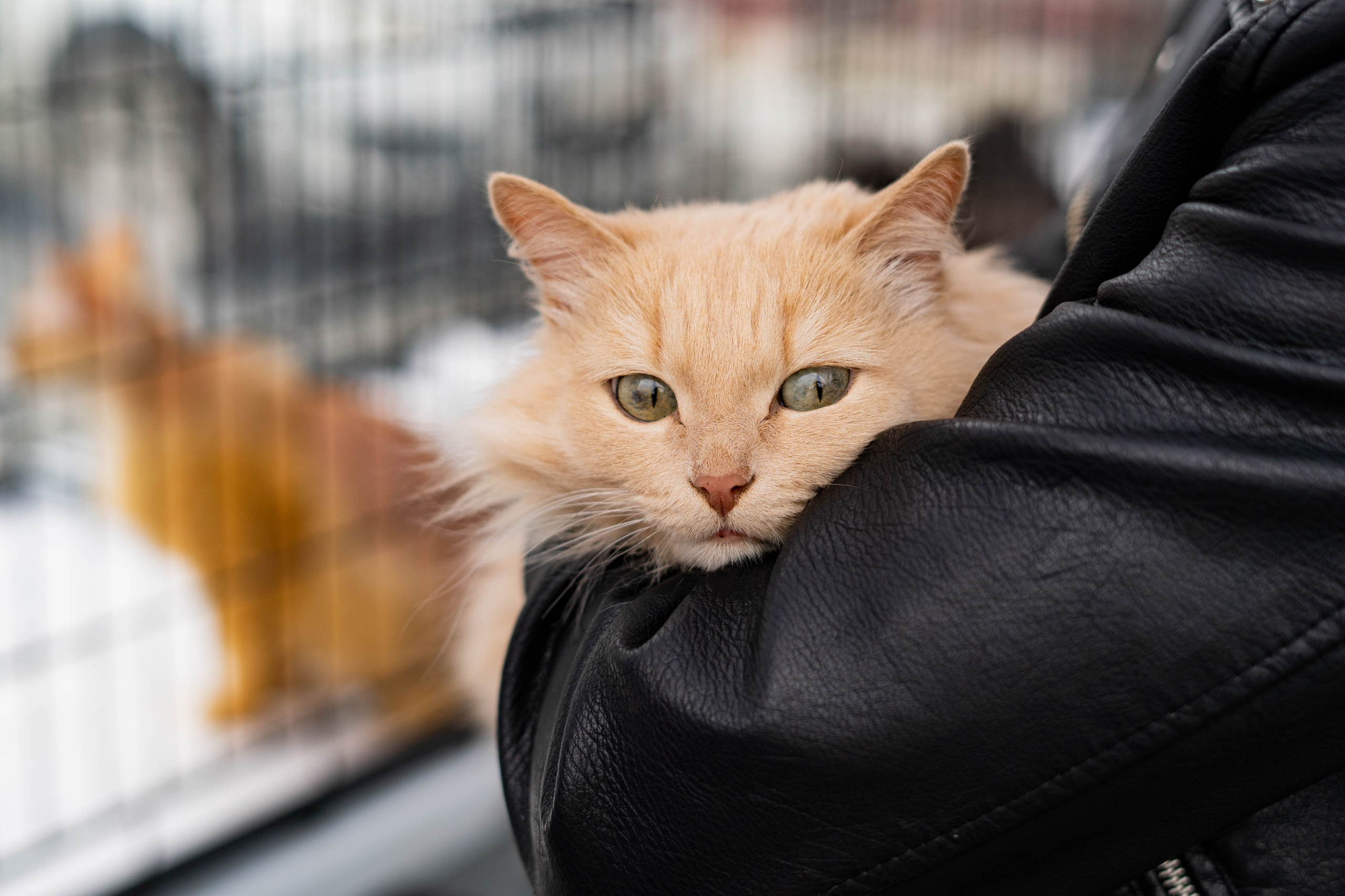Проект «Бери домой». Фотограф Екатерина Зорина