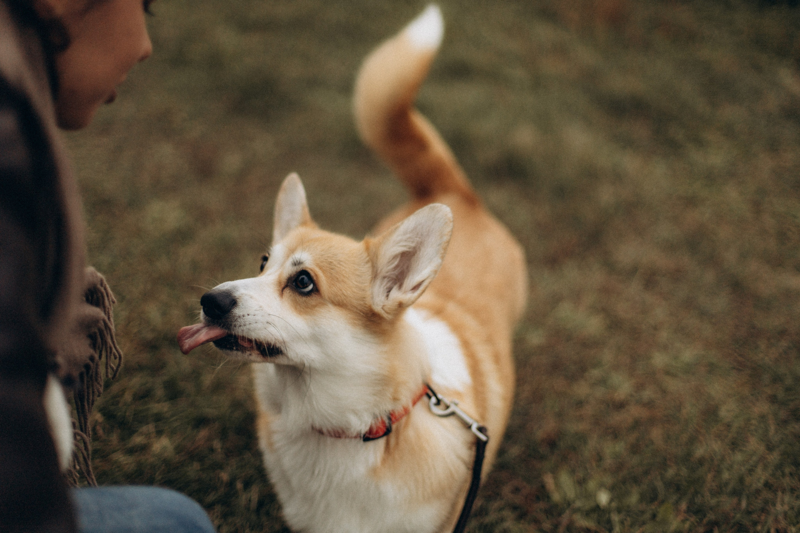 Настя, Никита и Мерси. Семейный и детский фотограф Красноярск Иркутск Денк Анна