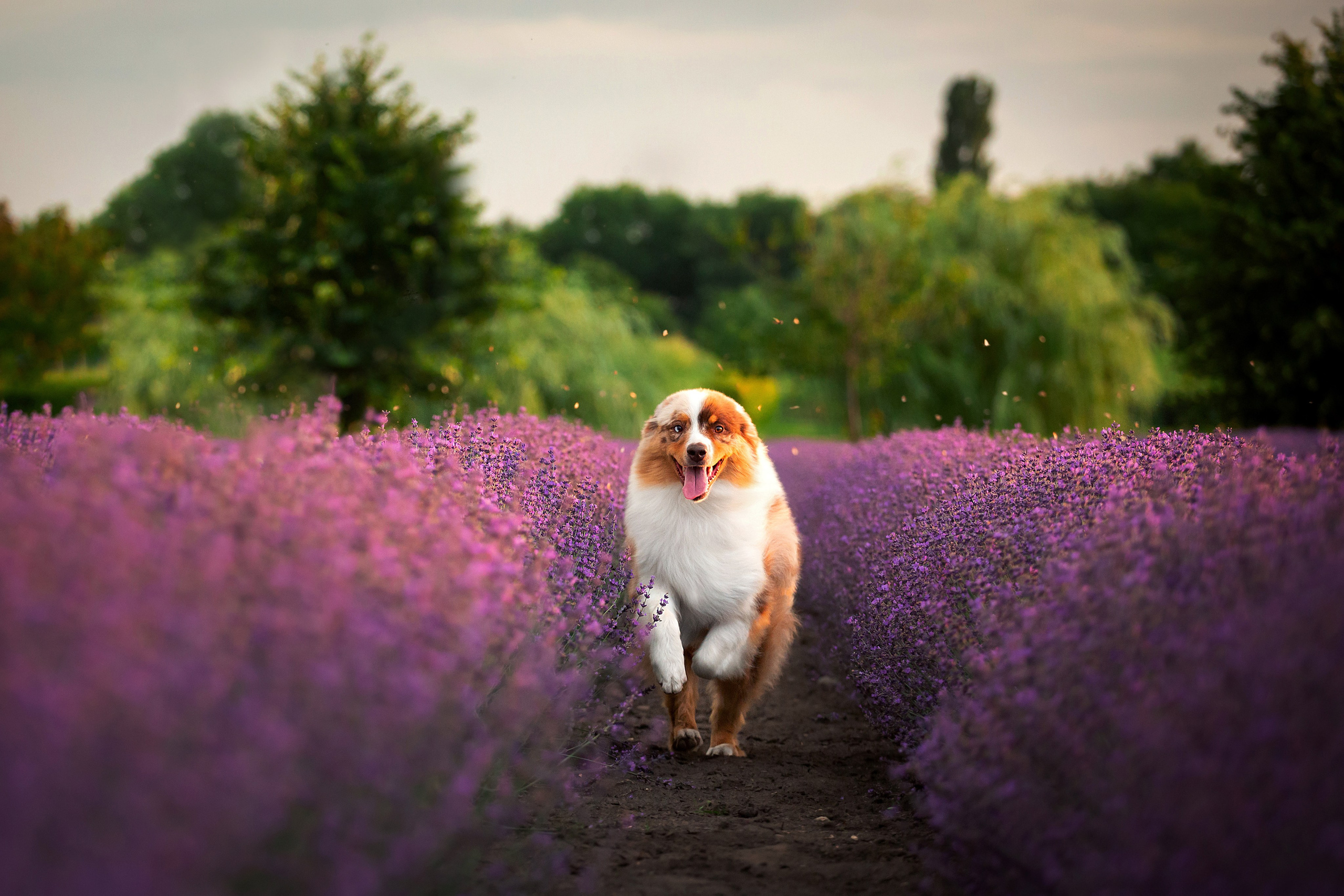 Экстерьерная съёмка Краснодар. Фотограф-анималист в Краснодаре Маша Мельникова