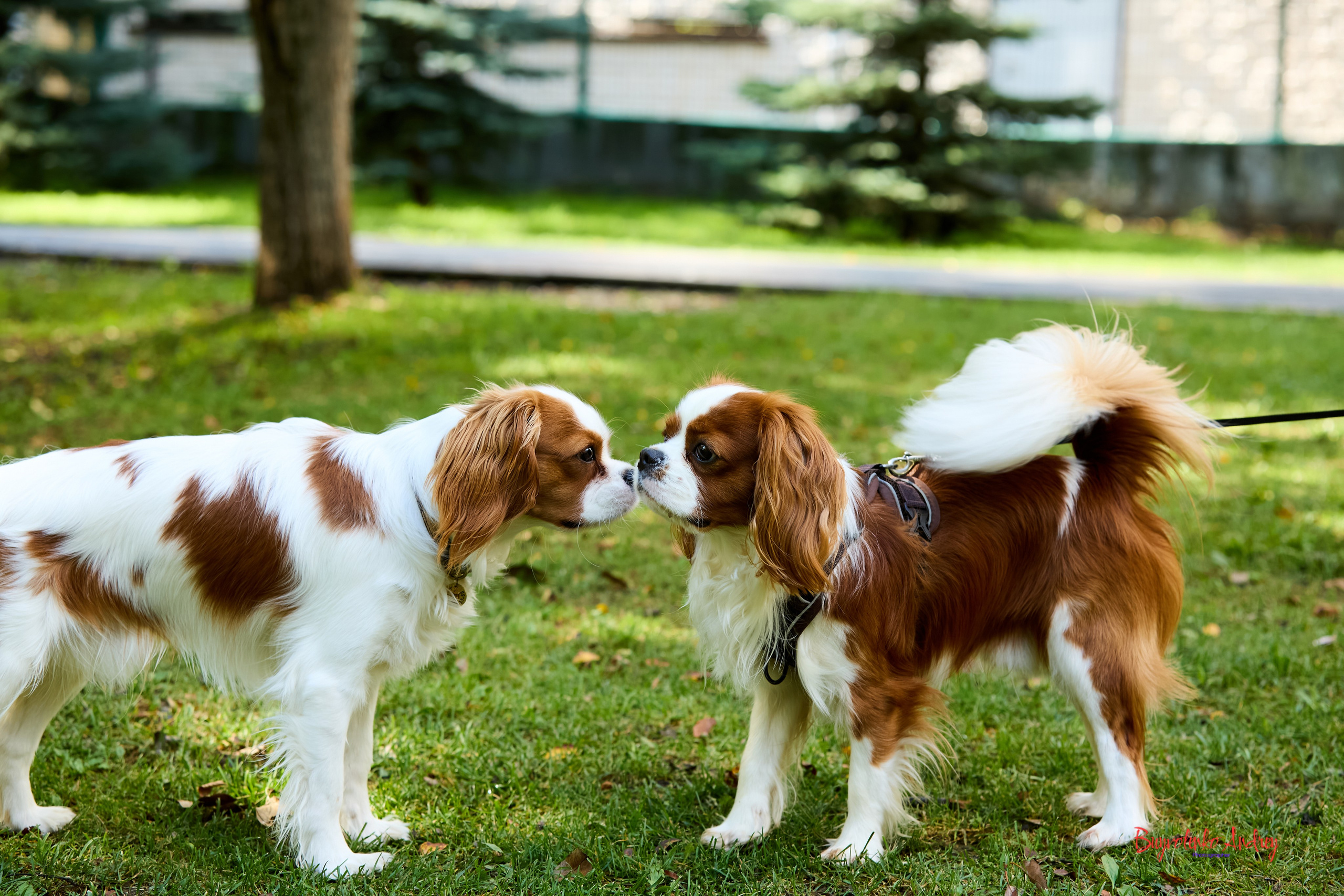 Фотопрогулка с кавалерами. Buyvolenko Andrey