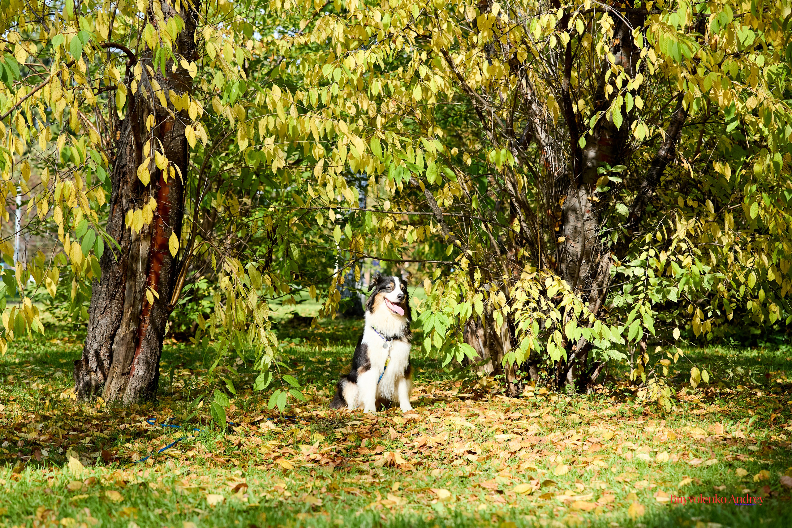 Басенджи и Аусси 21.09.2025. Buyvolenko Andrey