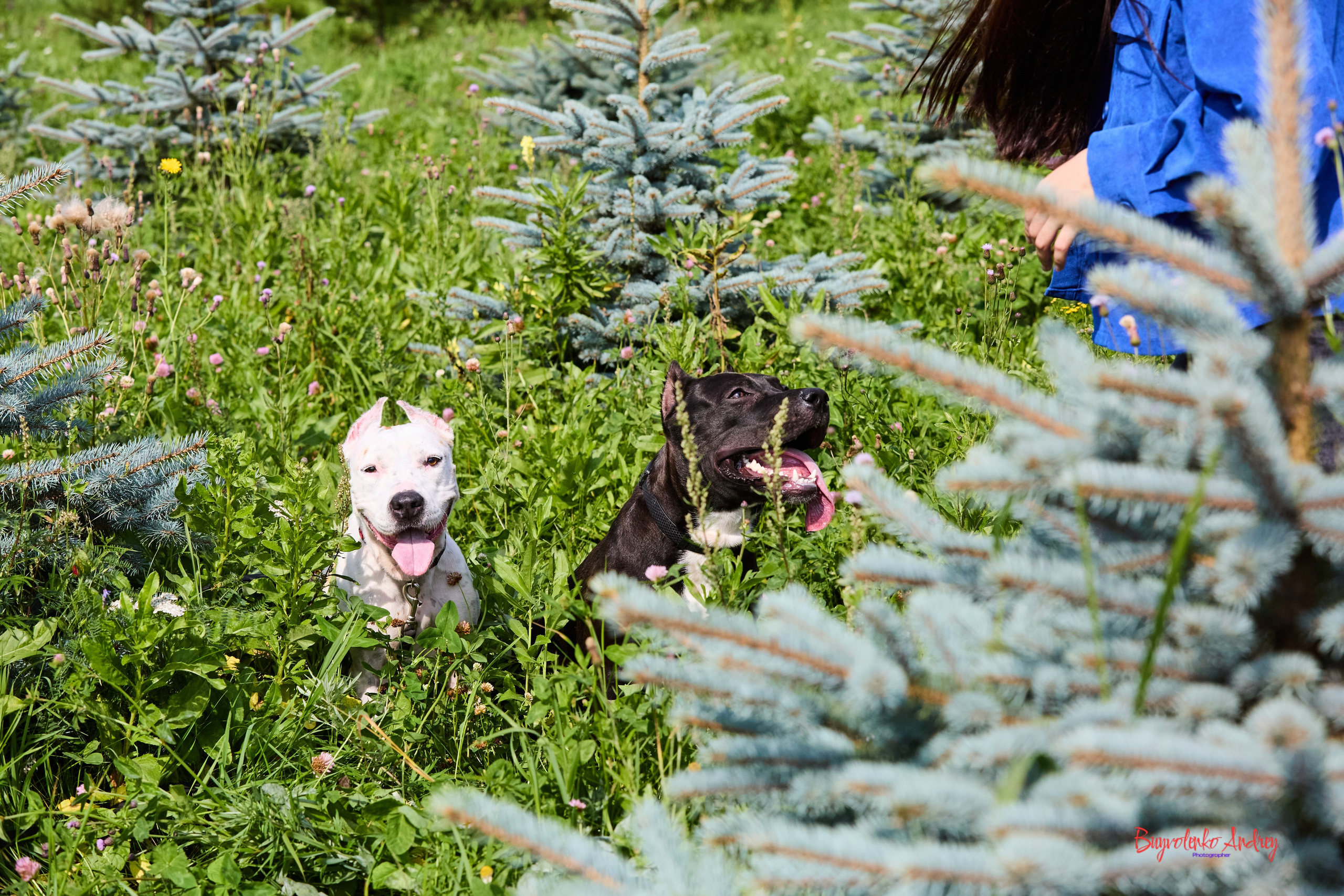 Проект фотопрогулка с хвостиком. Buyvolenko Andrey