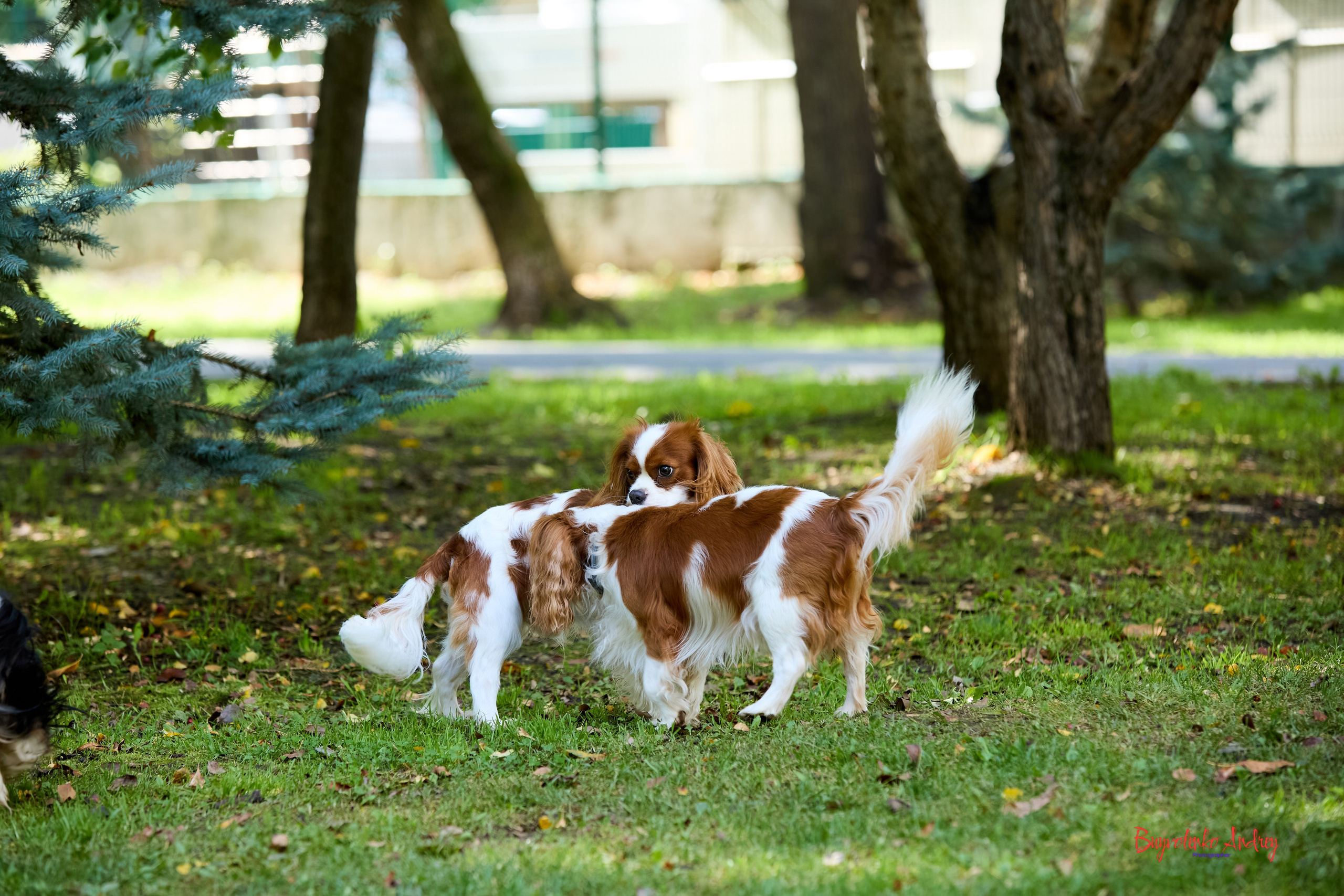 Фотопрогулка с кавалерами. Buyvolenko Andrey