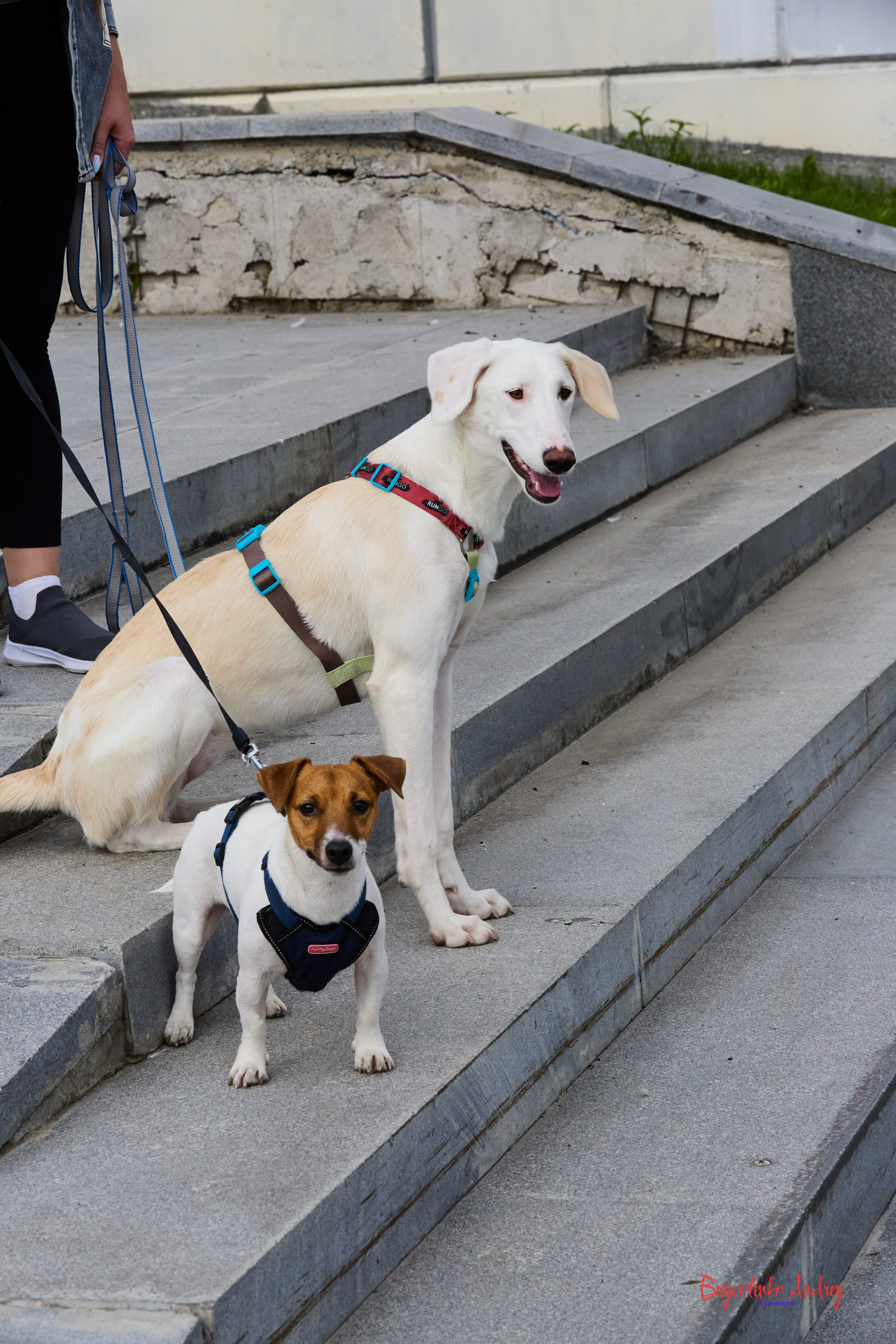 Проект фотопрогулка с хвостиком. Buyvolenko Andrey