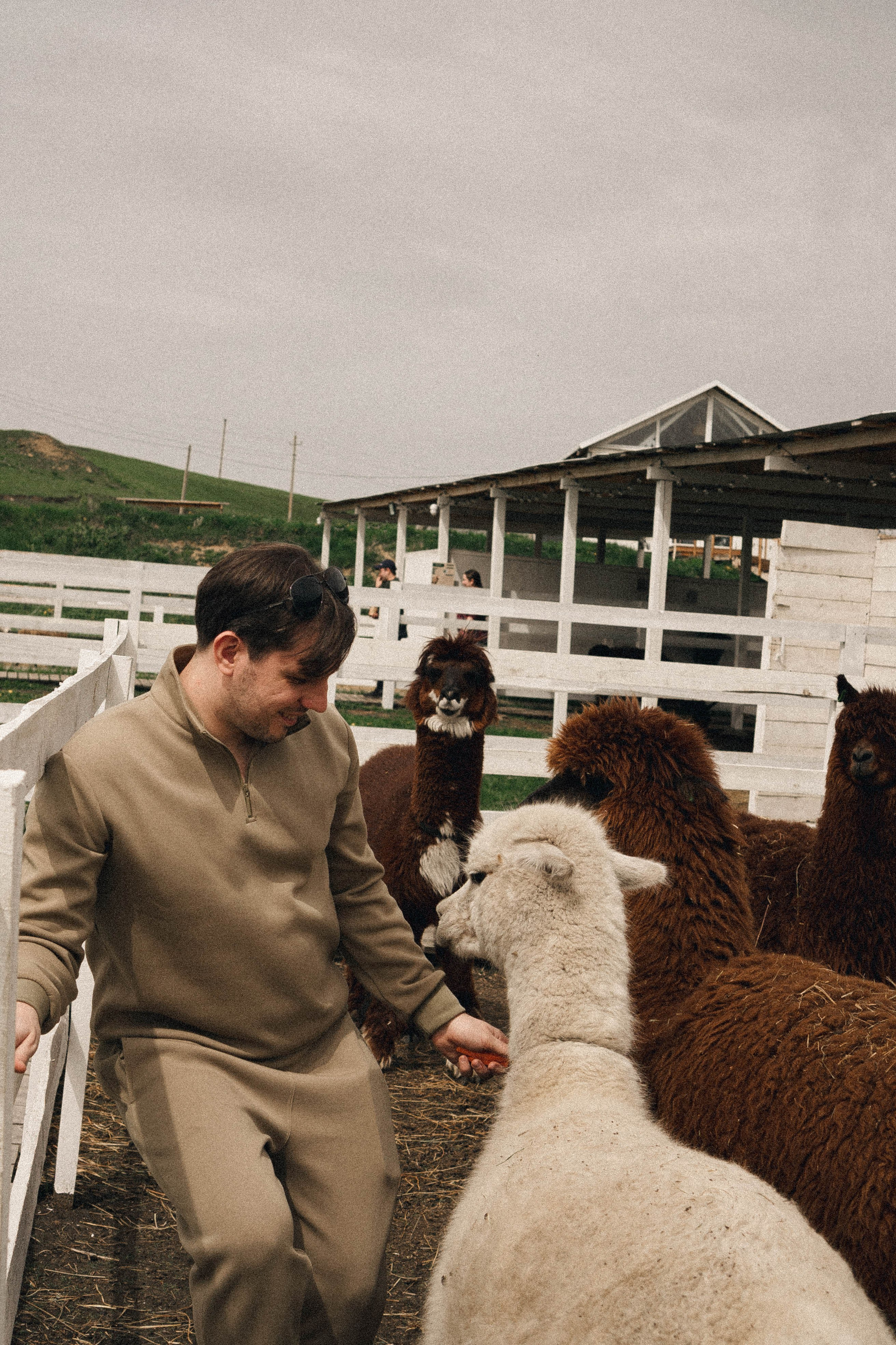Ферма Альпак. Профессиональный фотограф, Санкт-Петербург — Виктория Богомолова