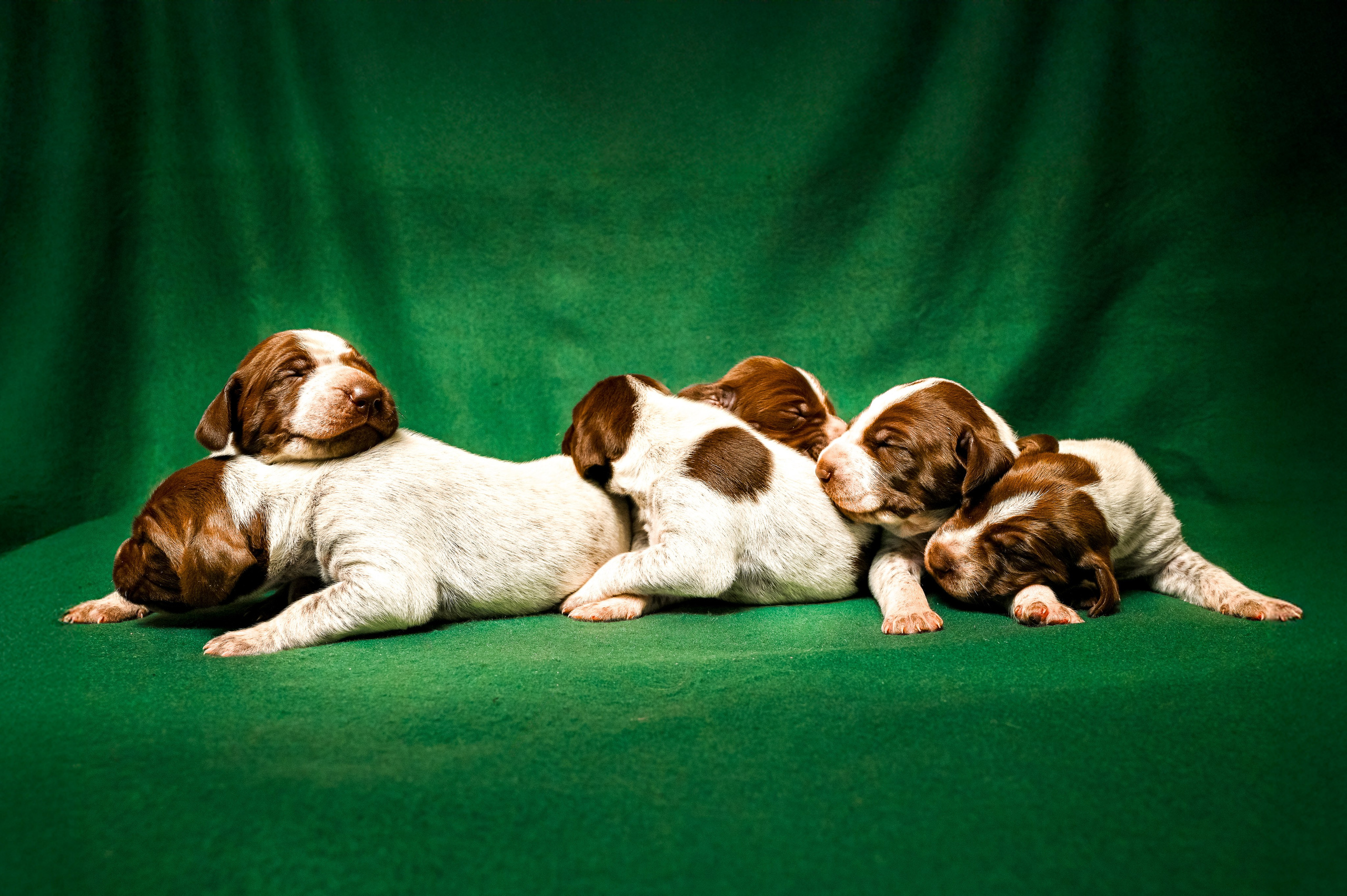 Питомцы. Интерьерный фотограф. Фото- видеосъемка недвижимости Санкт-Петербург