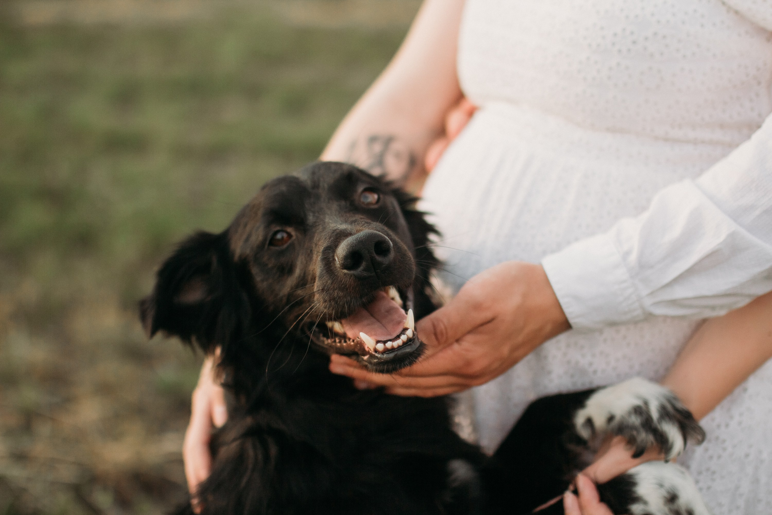 Фотосессия беременности в поле на закате. Семейный фотограф Екатеринбург Черепанова Олеся