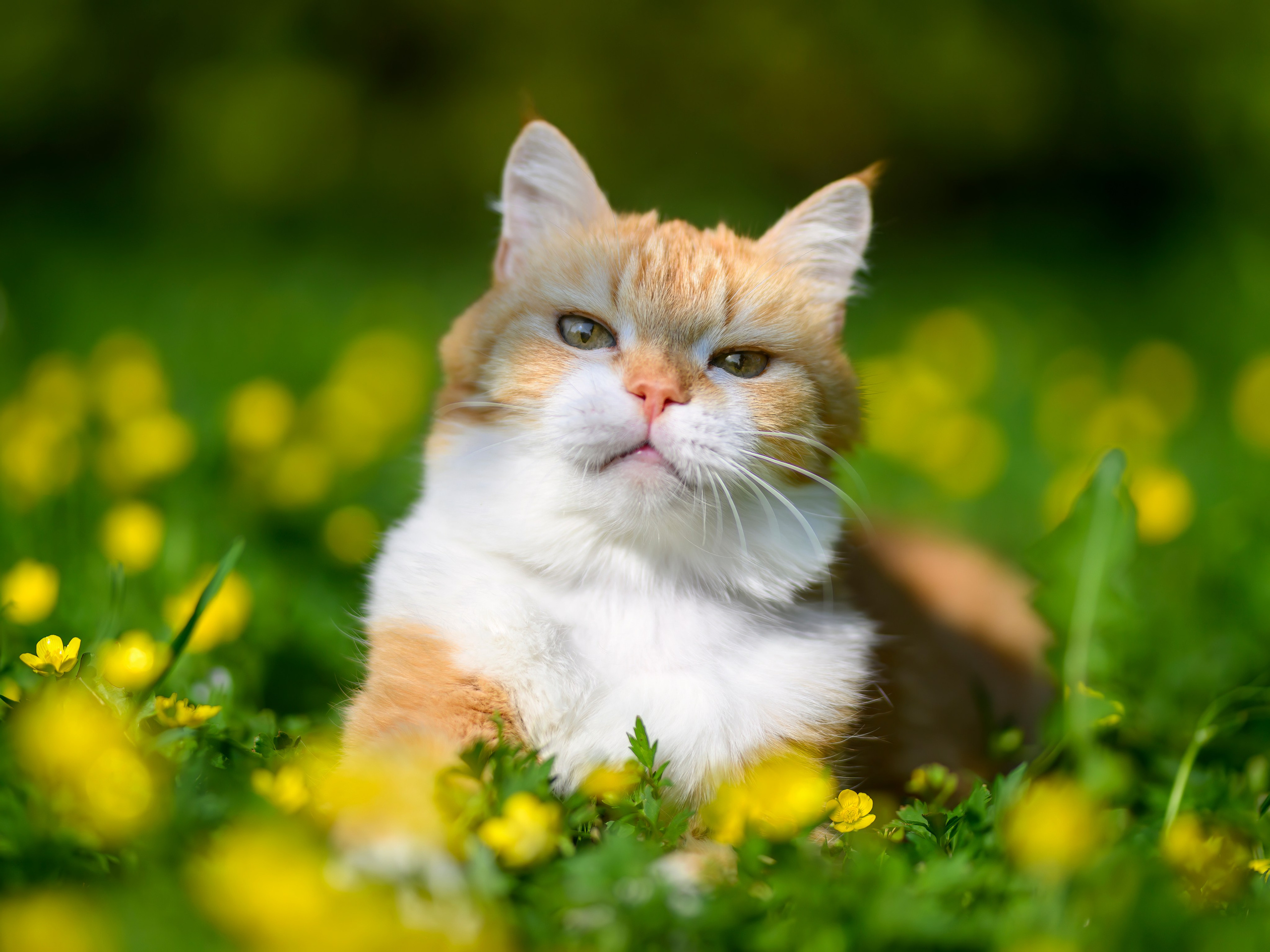 Рыжий!. Wildlife photography by Sergey Puponin