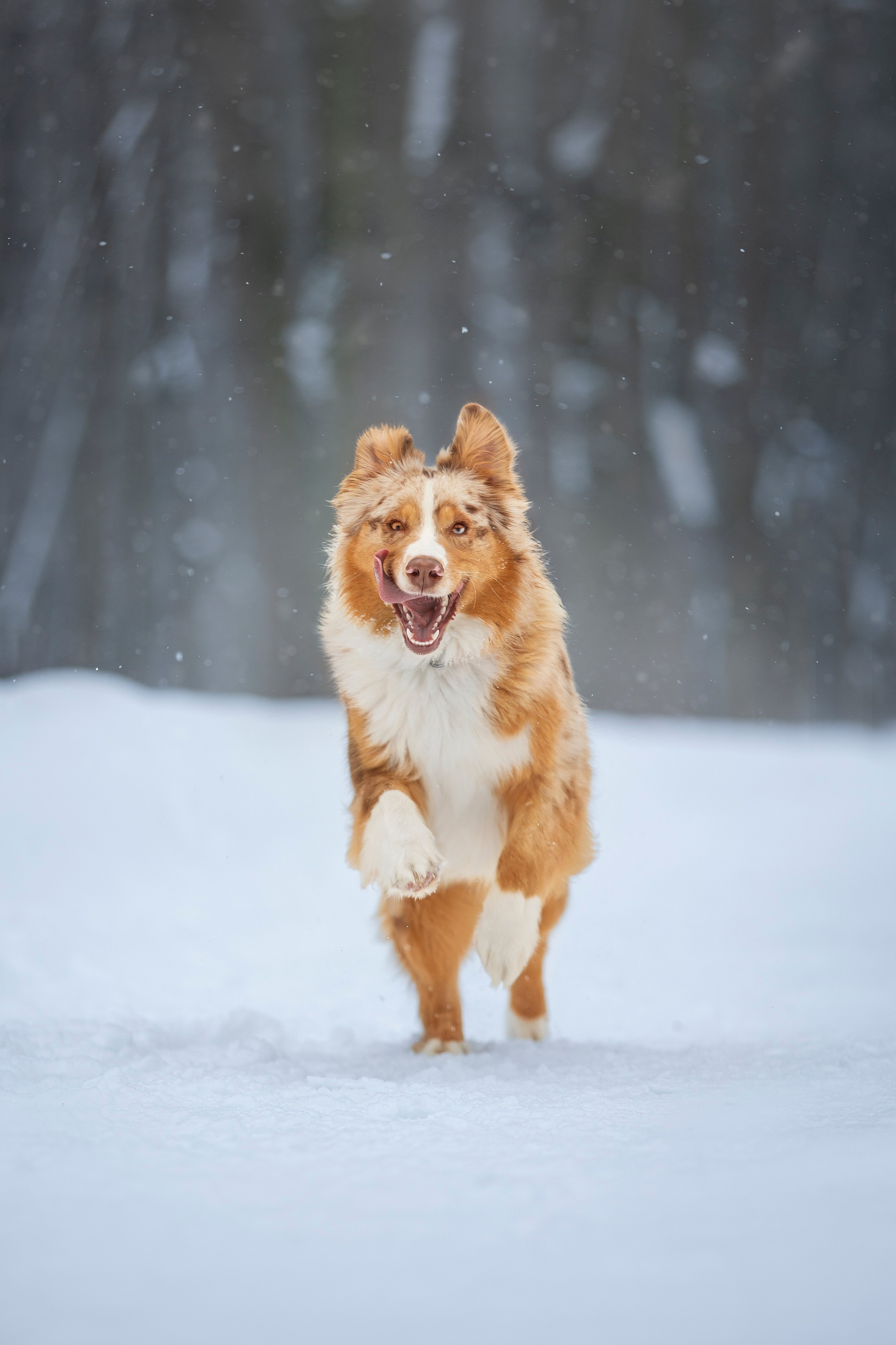 Настя, Игорь, Тесс и Марс. Фотограф анималист в Москве Майорова Евгения