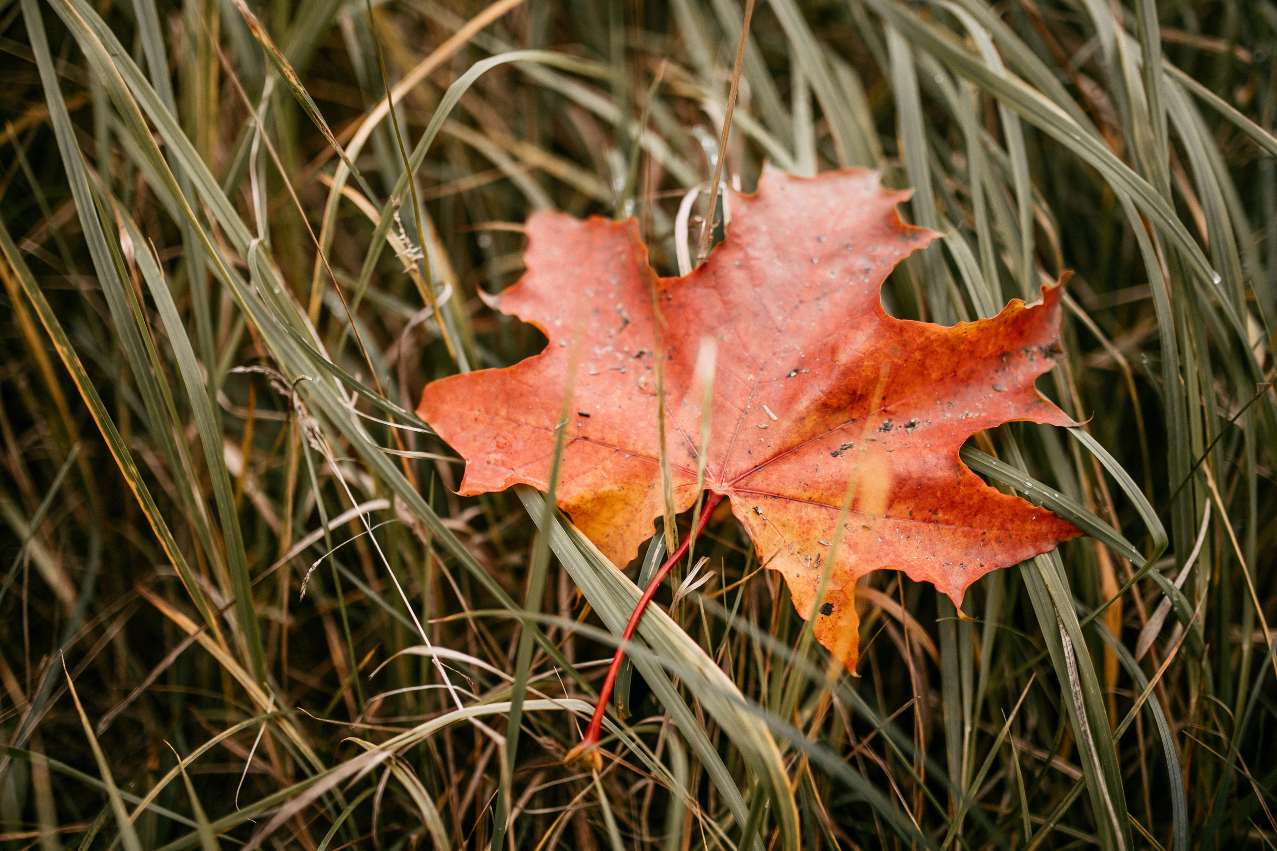 Осенняя семейная фотосъемка. Фотограф Лебедева Наталья