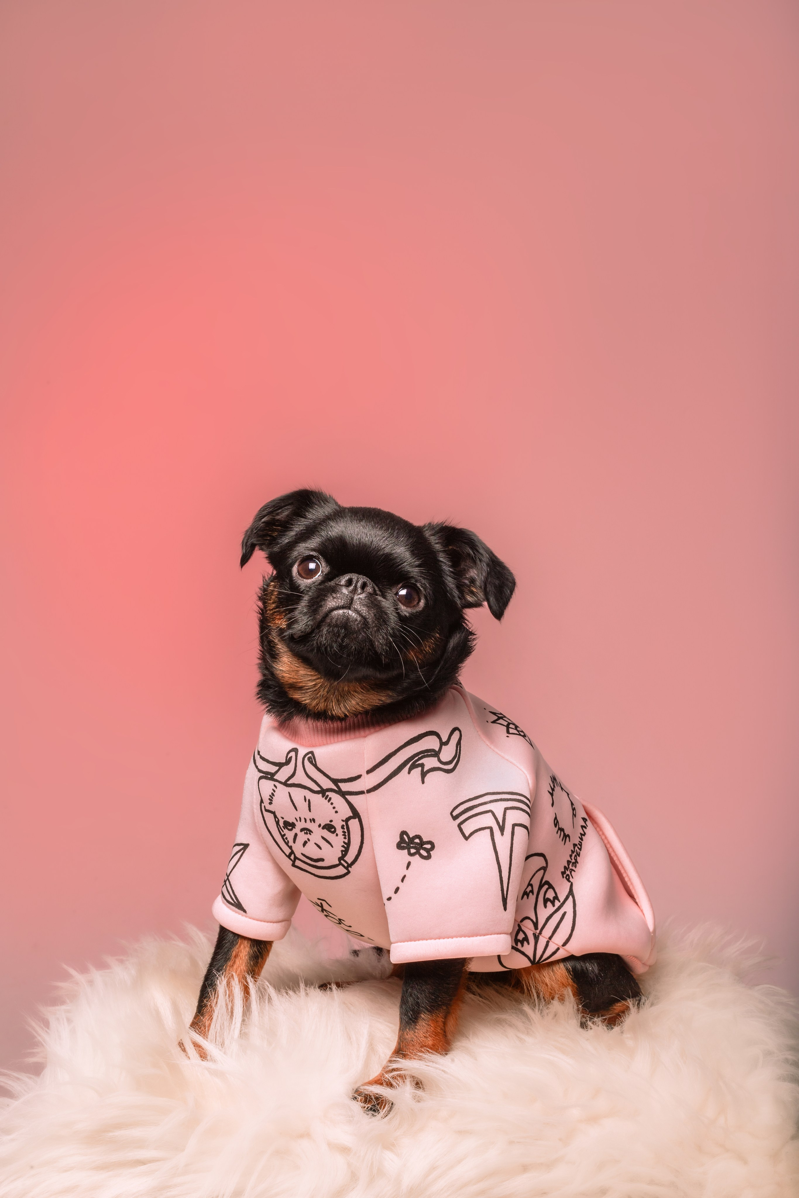 Студийная фотосессия с цветным светом. Фотограф-анималист Татьяна Степанова