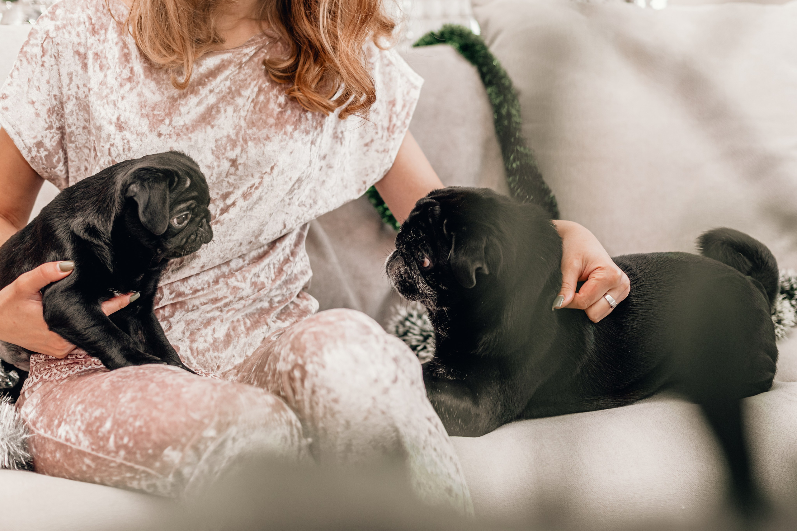 Домашняя фотосессия Оли и двух ее мопсов. Фотограф-анималист Татьяна Степанова