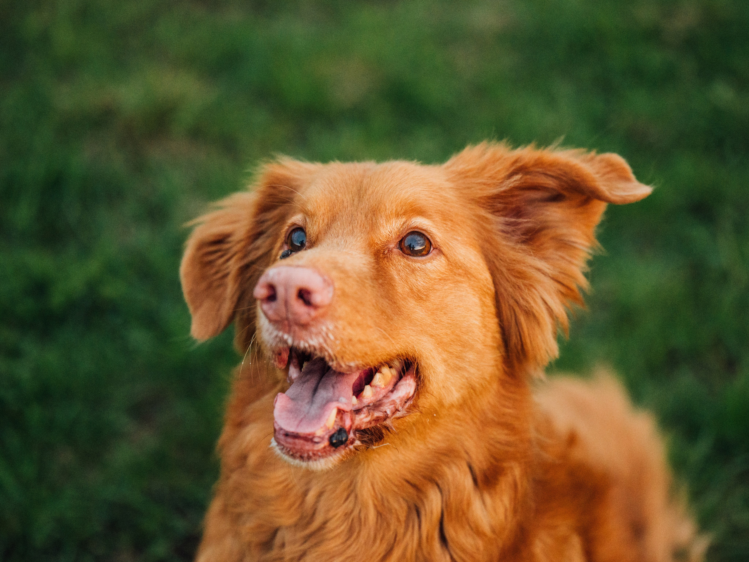 Алия, Ирвин и Грут. Семейный фотограф анималист Ананьева Мария — Москва
