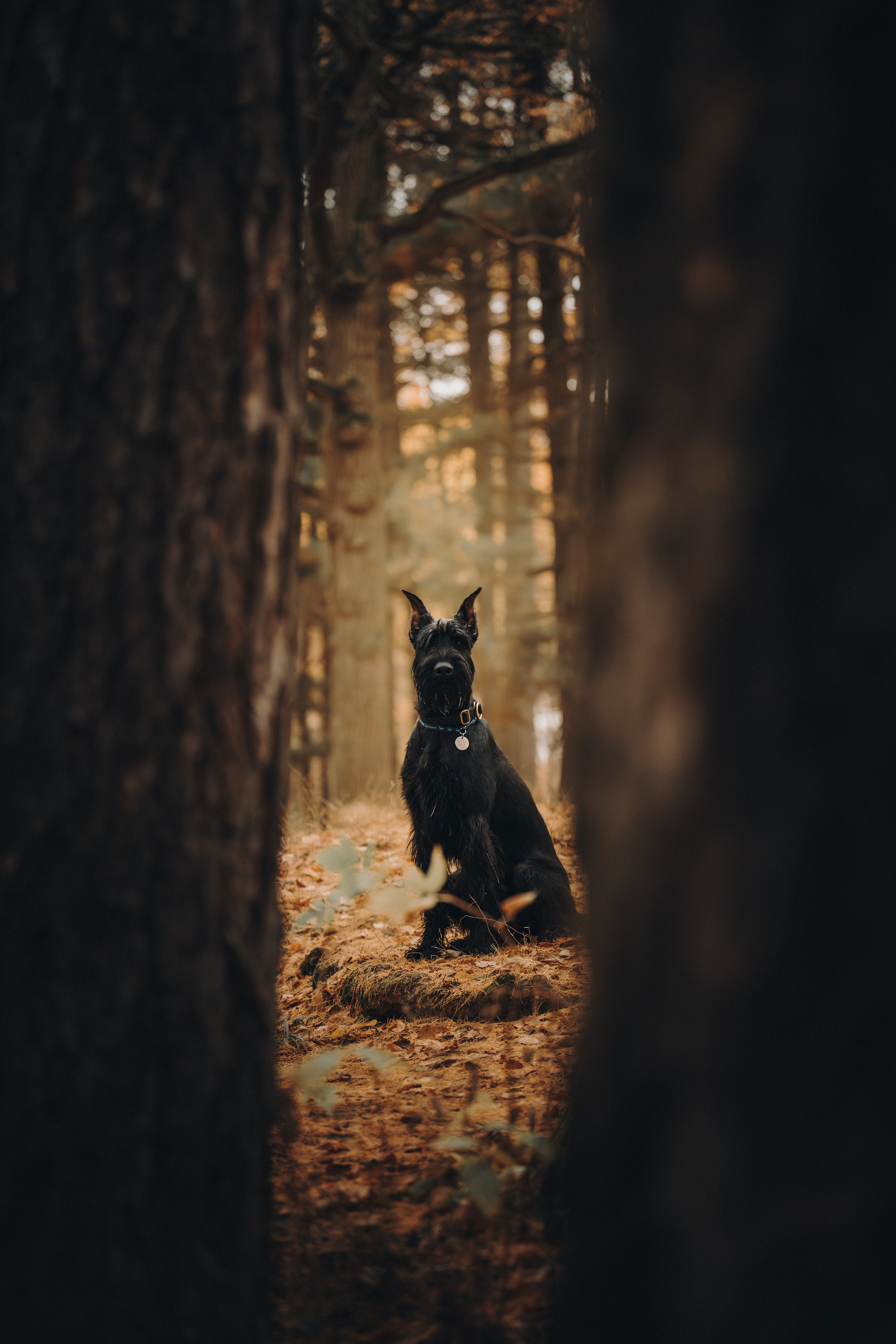 Даша и Умбра. Семейный фотограф анималист Ананьева Мария — Москва