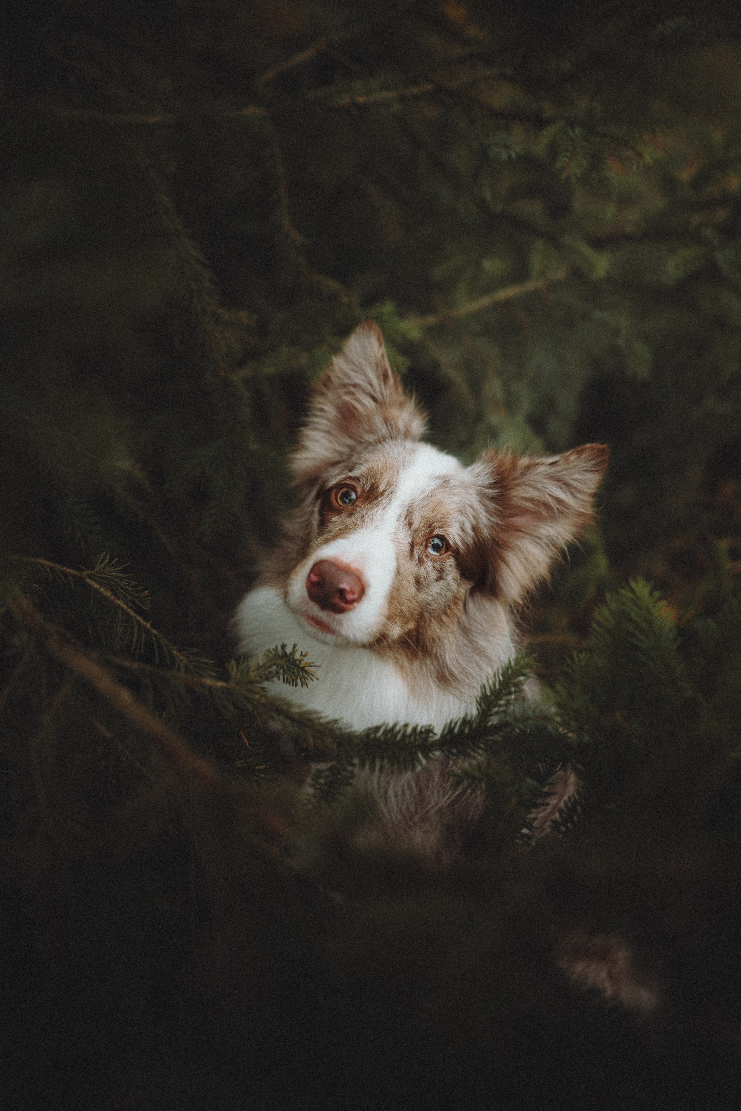 Аня и Дэймон. Семейный фотограф анималист Ананьева Мария — Москва